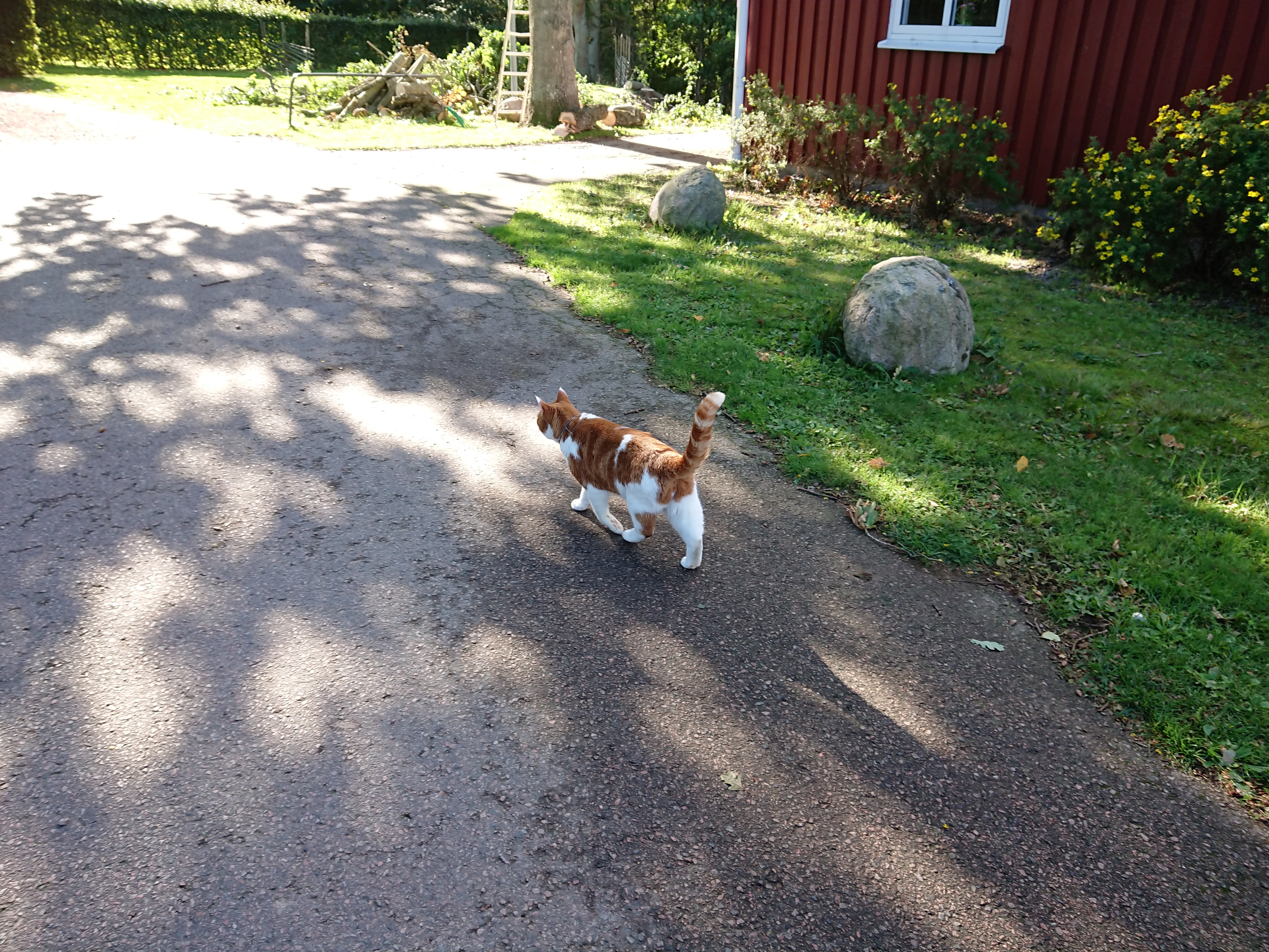 スウェーデンの宿泊したキャンピングロッジにいた飼い猫６