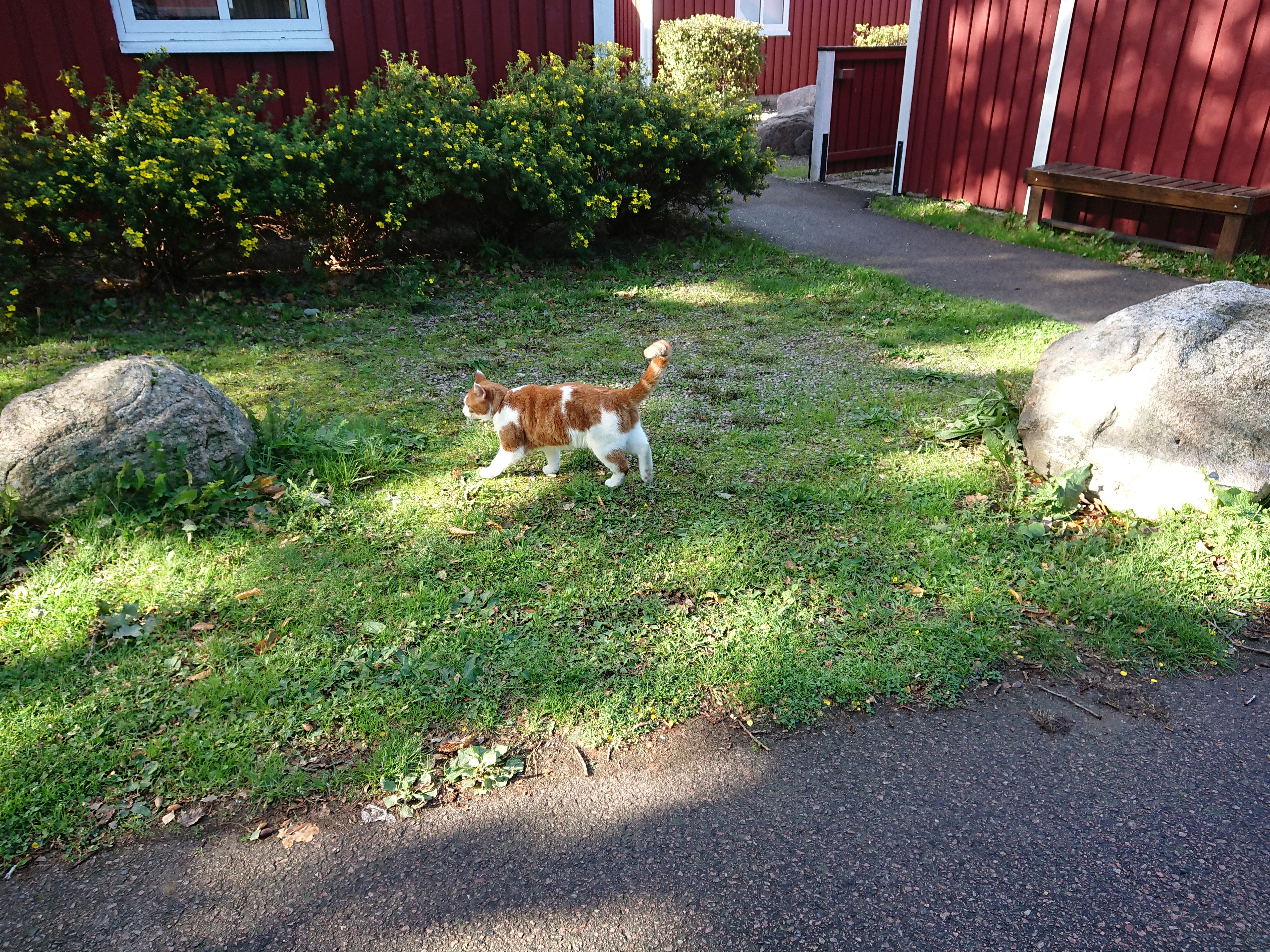 スウェーデンの宿泊したキャンピングロッジにいた飼い猫５