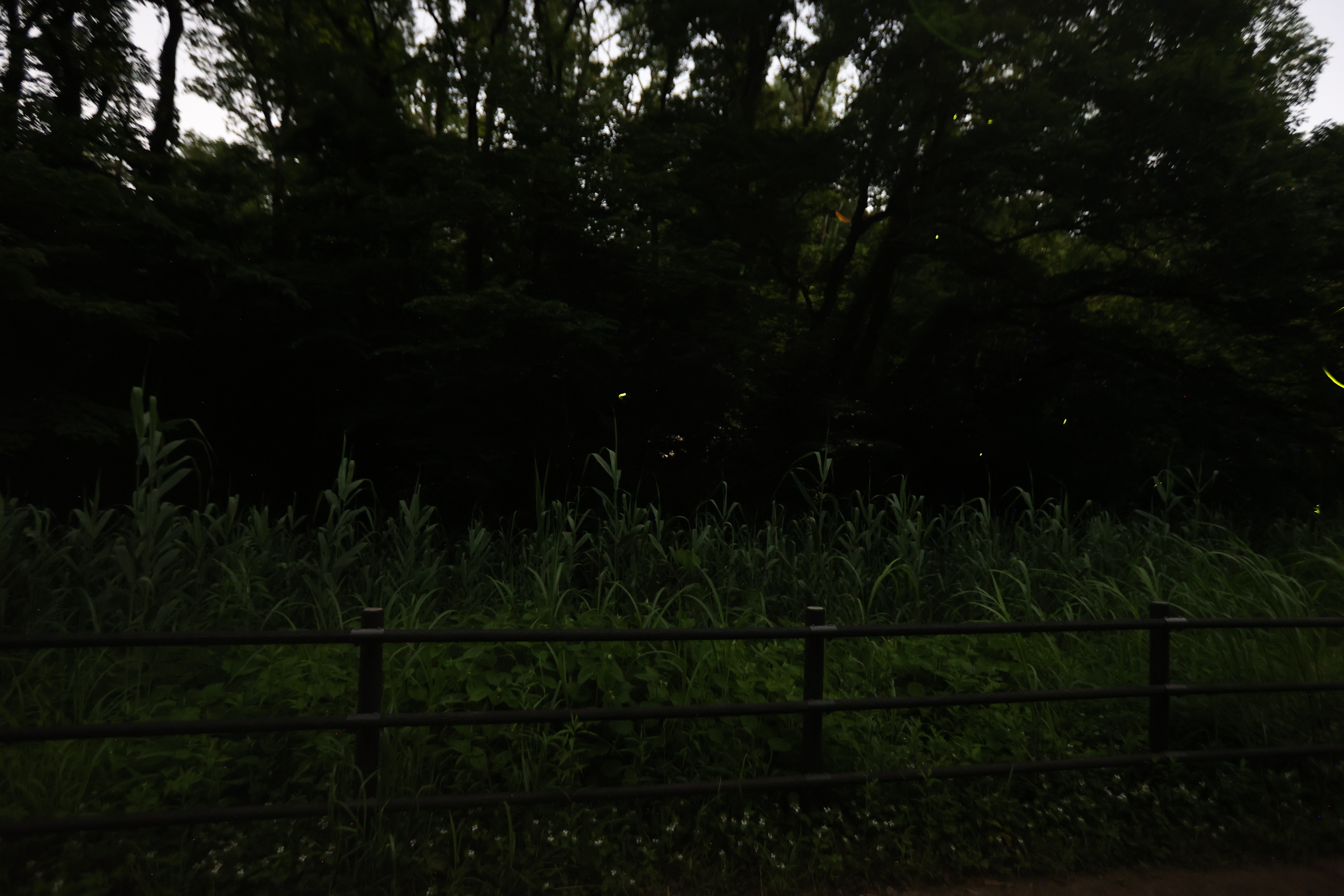 ホタルの光跡４
