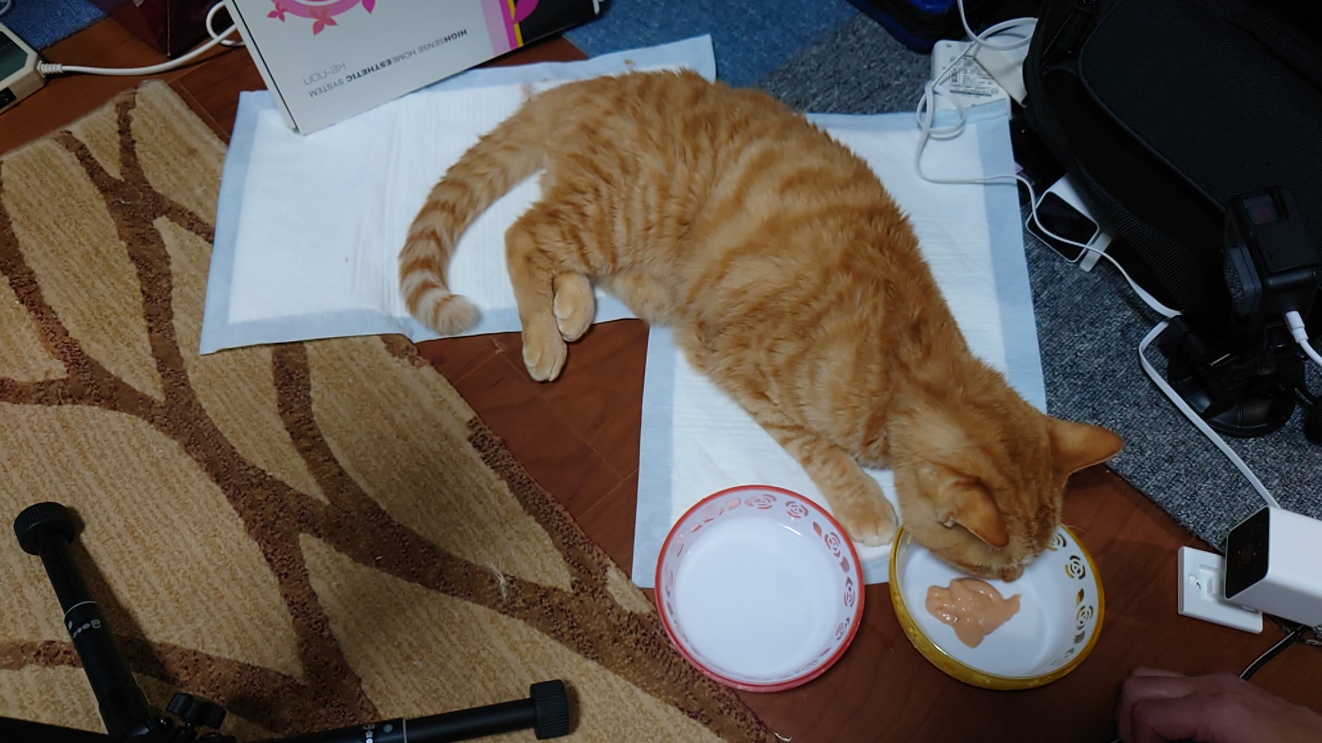 ちゅーるは食べれない