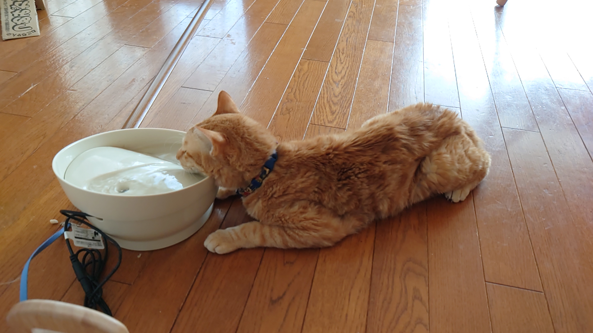 水飲み場で水を飲む