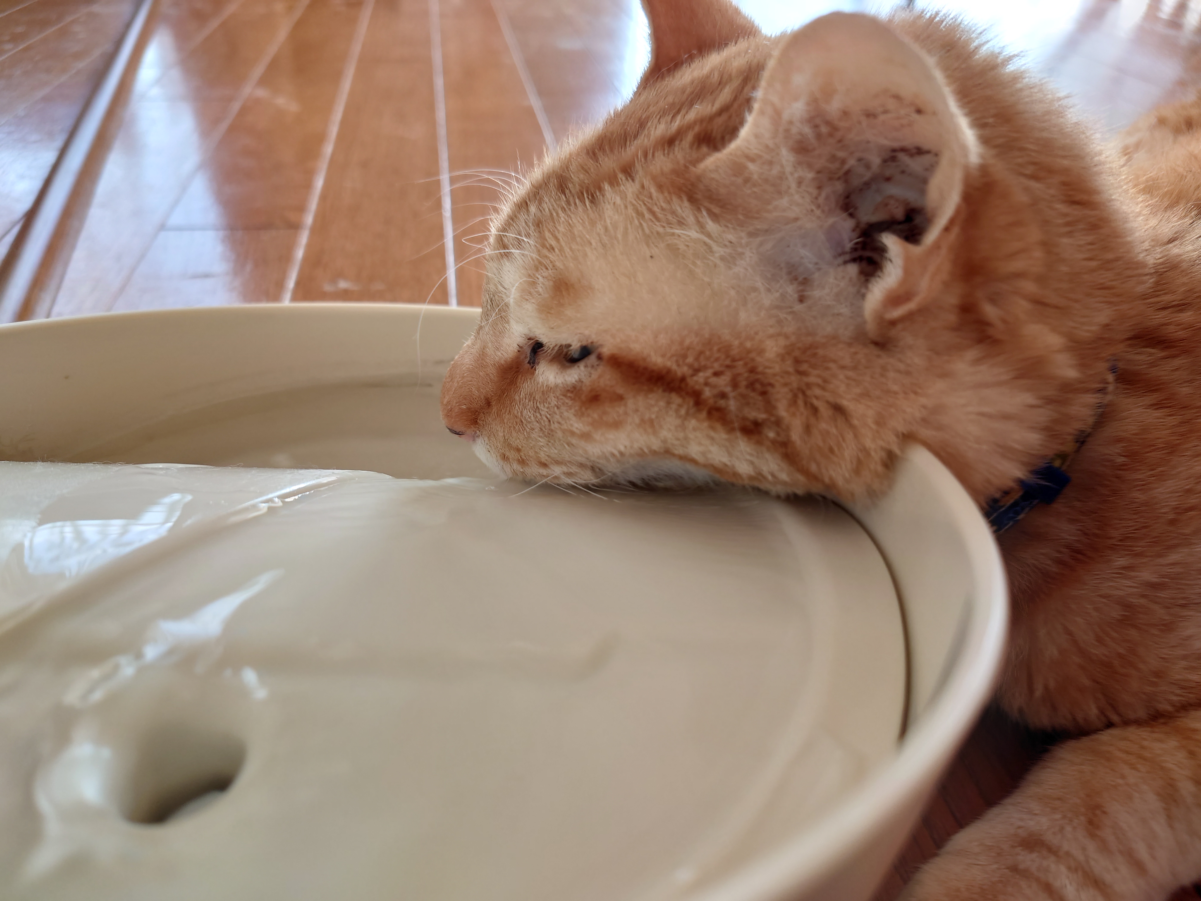 水飲み場で水を飲む（拡大）
