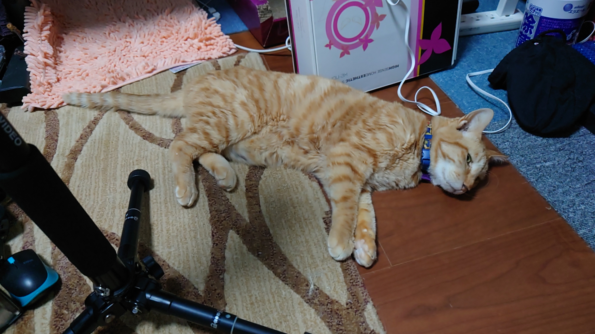 こむぎ動けなくなる
