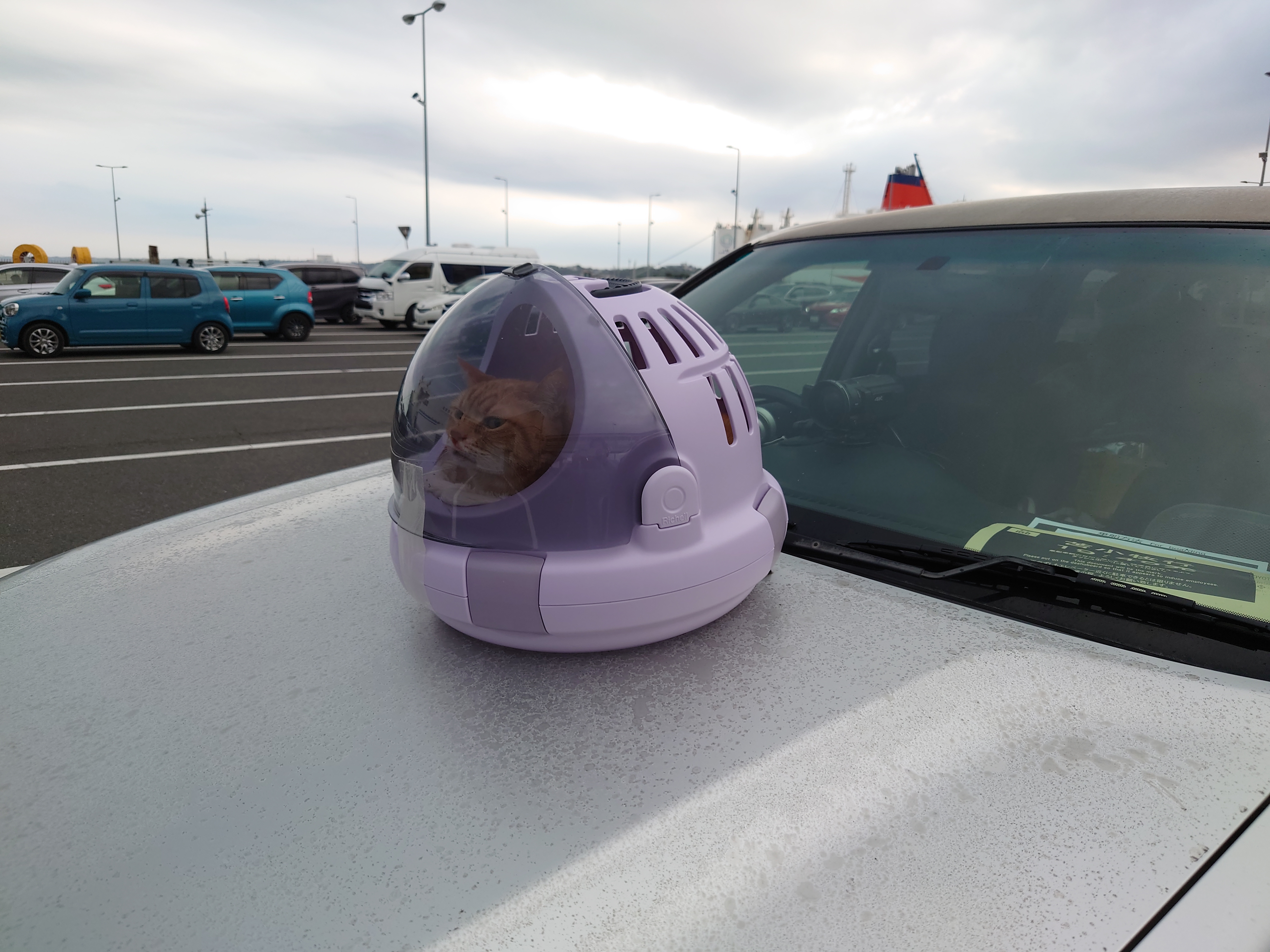 あんず車のボンネットから船を眺める