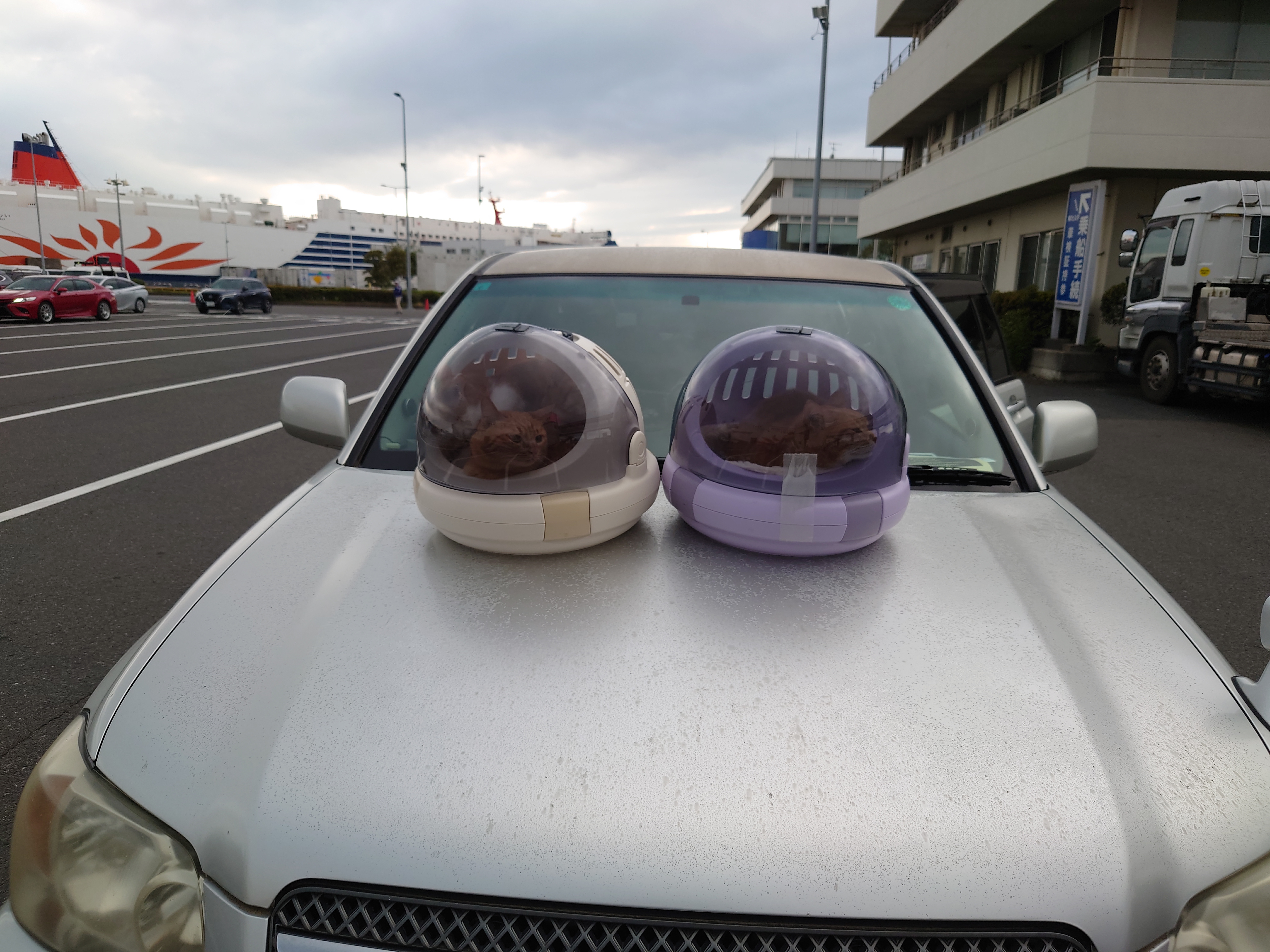 あんずと3姉妹船を眺める