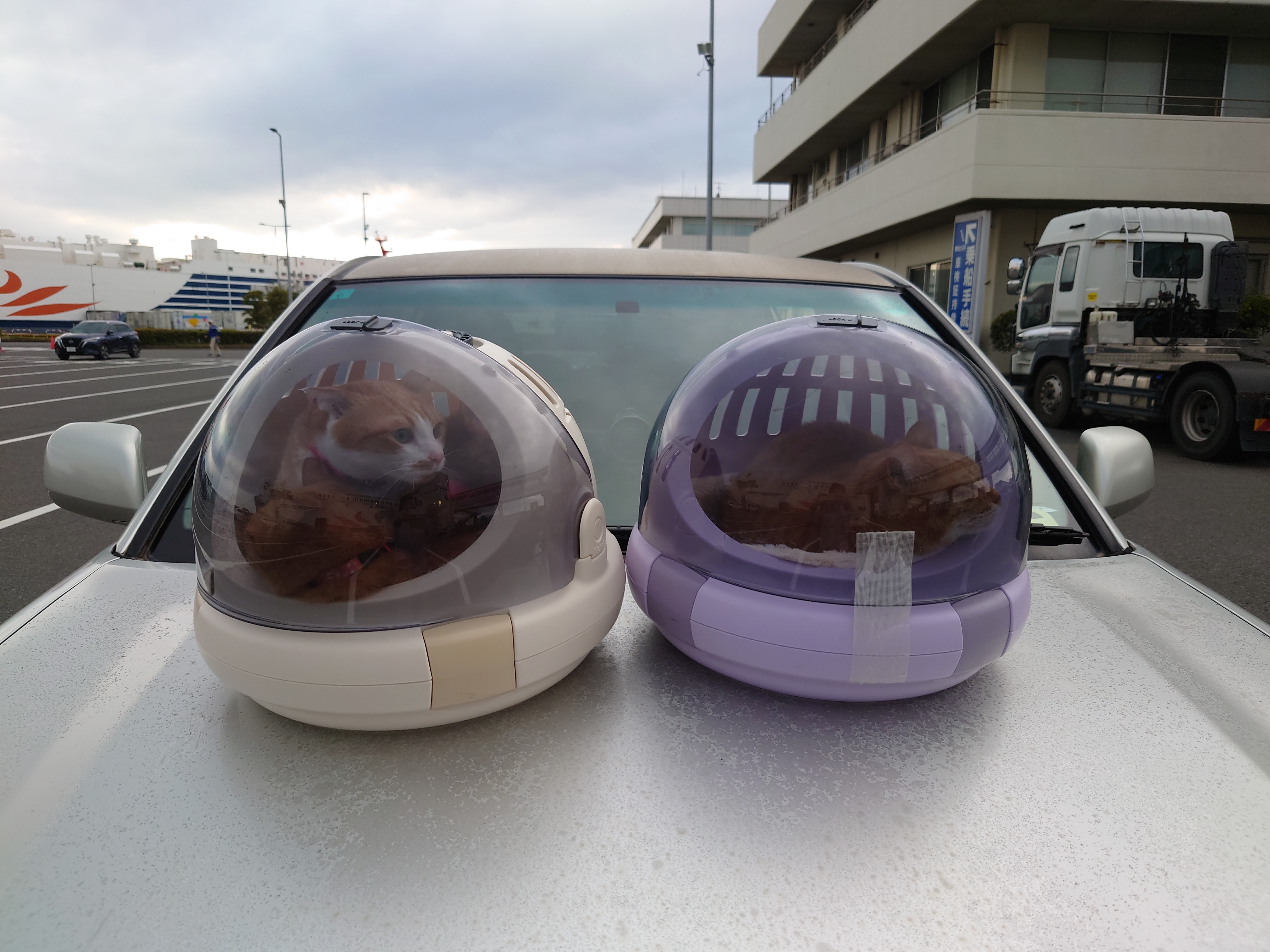 ひのきが外を凝視する