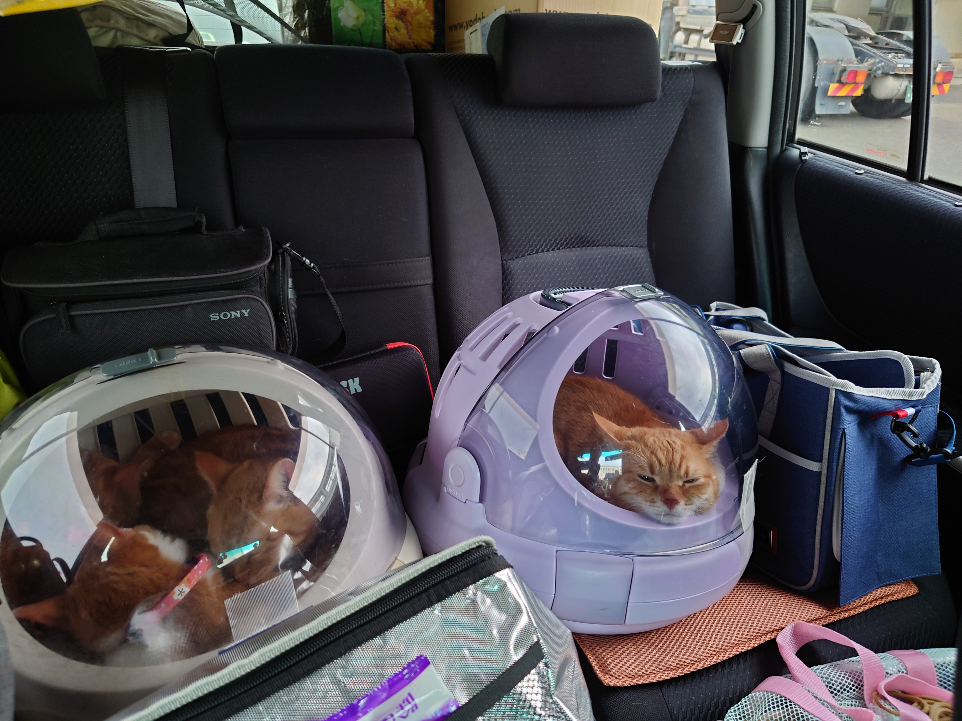 猫5匹後部座席に戻る