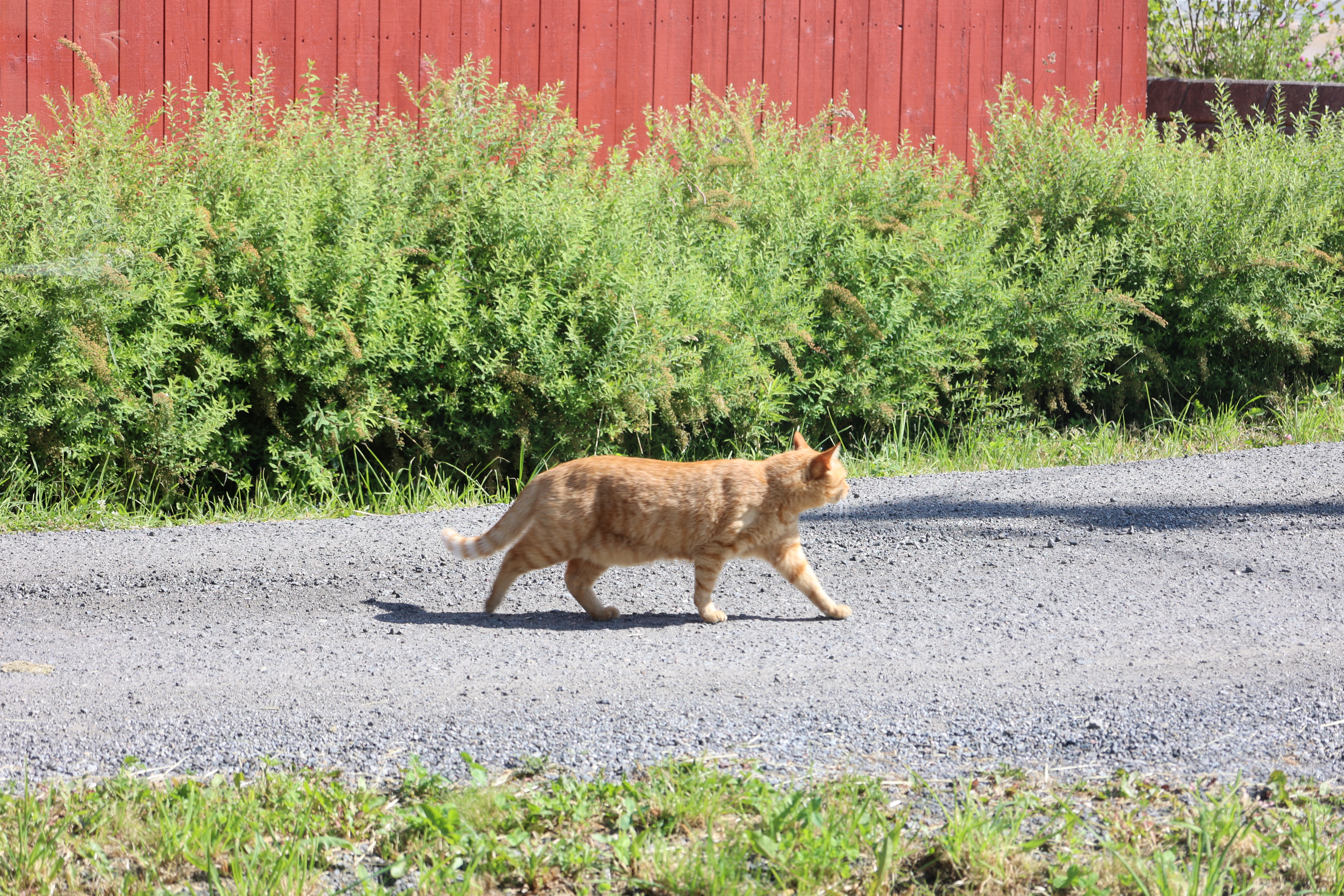 Lorenskogの庭周辺と茶トラの猫