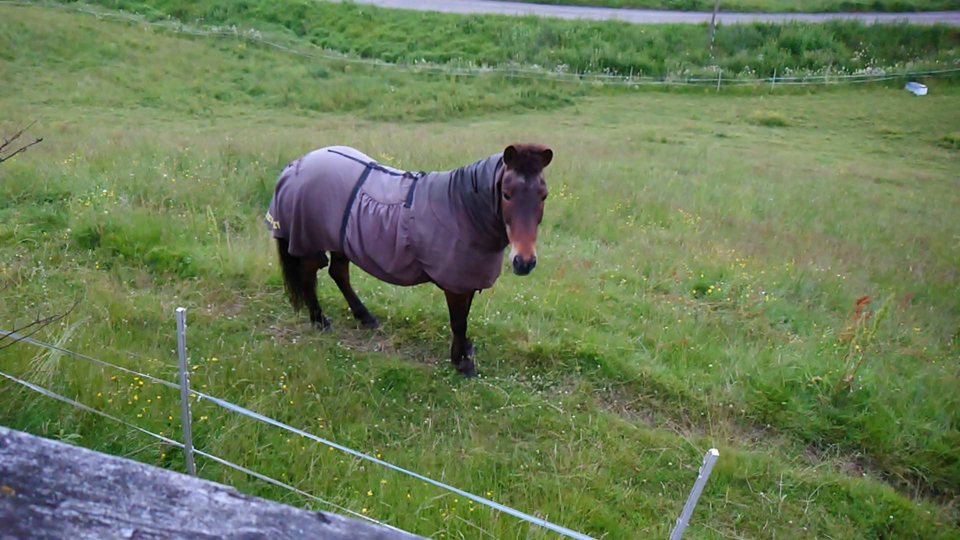上から馬を見る
