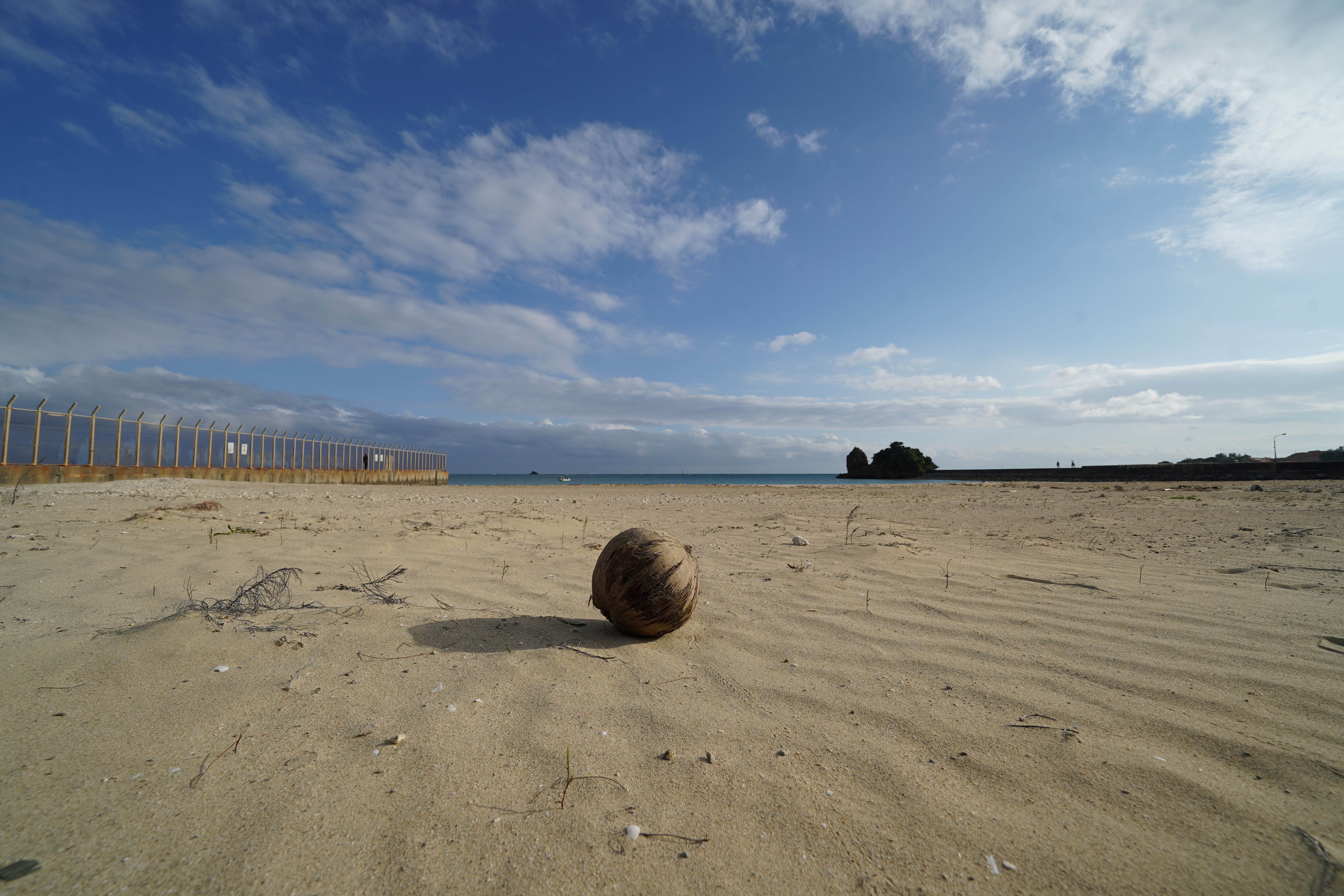 ヤシの実 ヤシの実