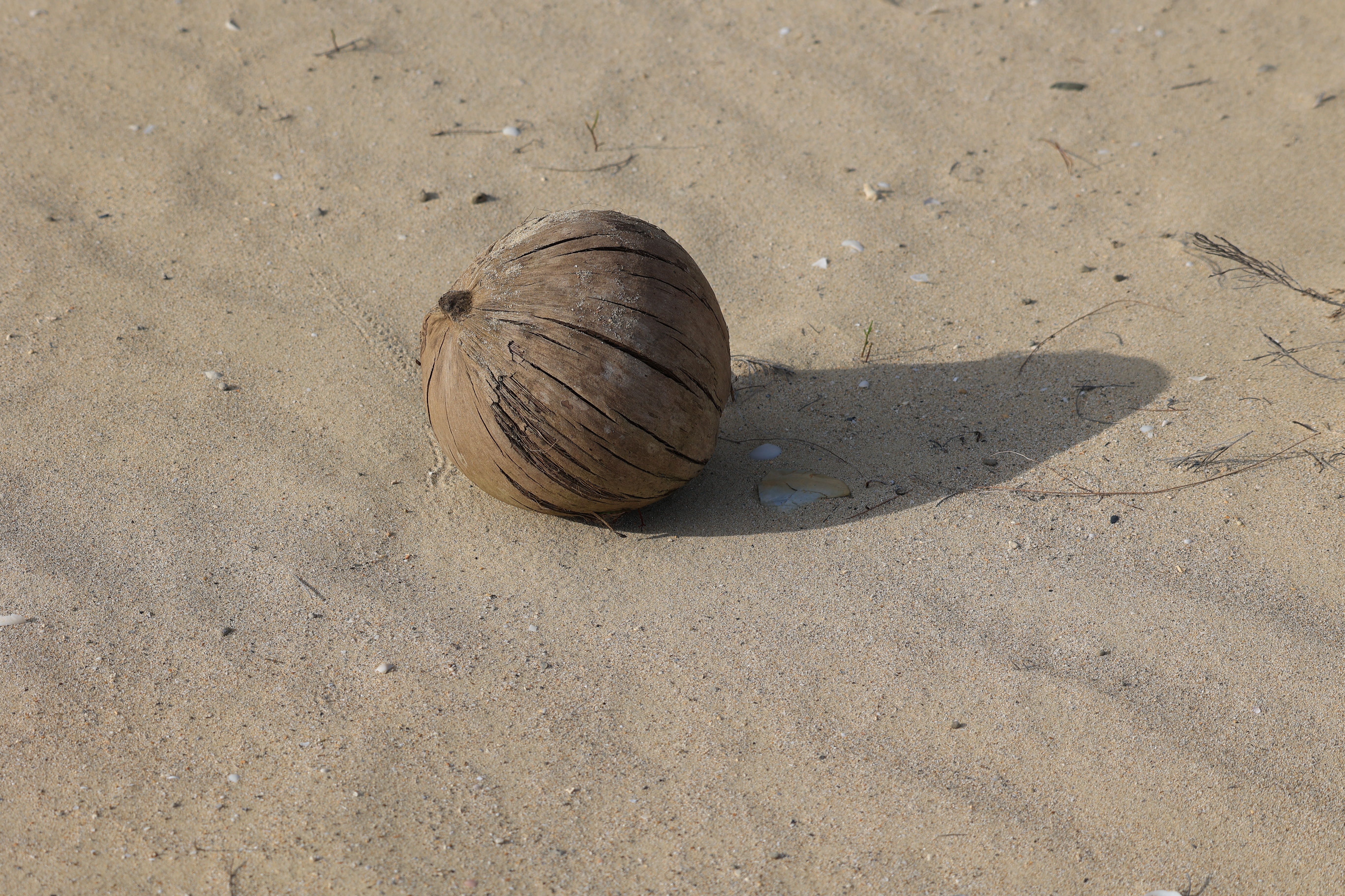 落ちているヤシの実 落ちているヤシの実