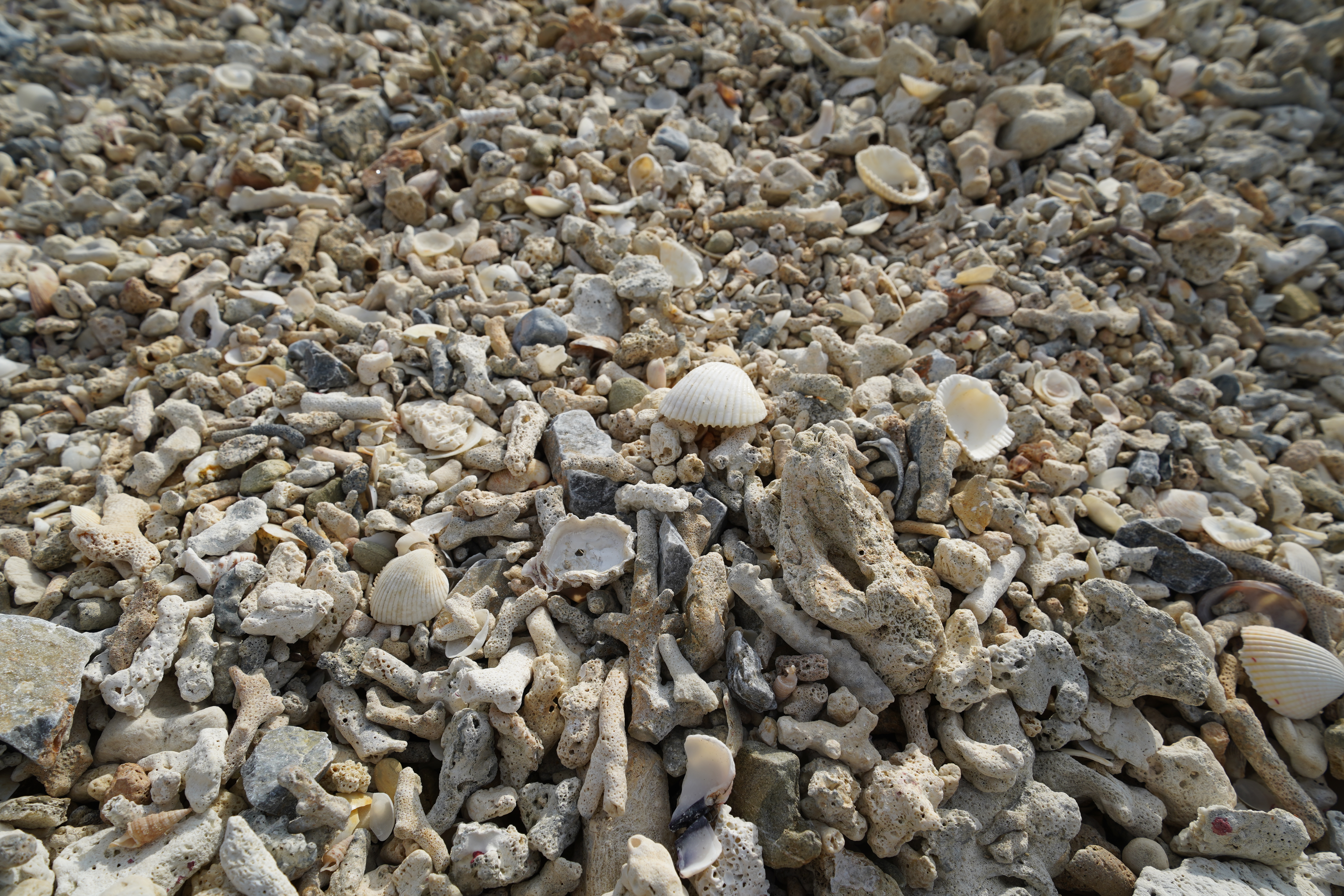 サンゴと貝殻 サンゴと貝殻