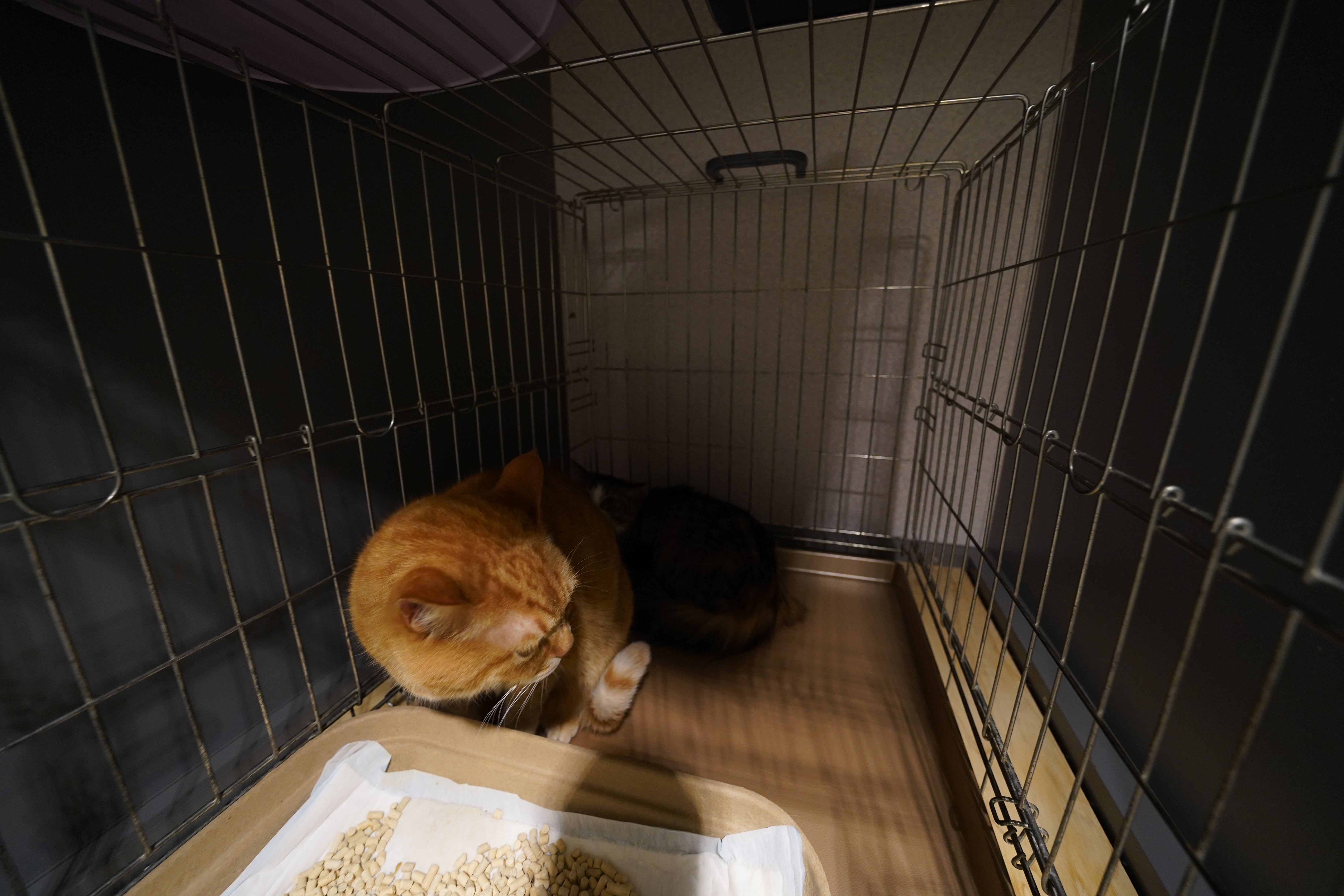 あんずとよもぎ あんずとよもぎ