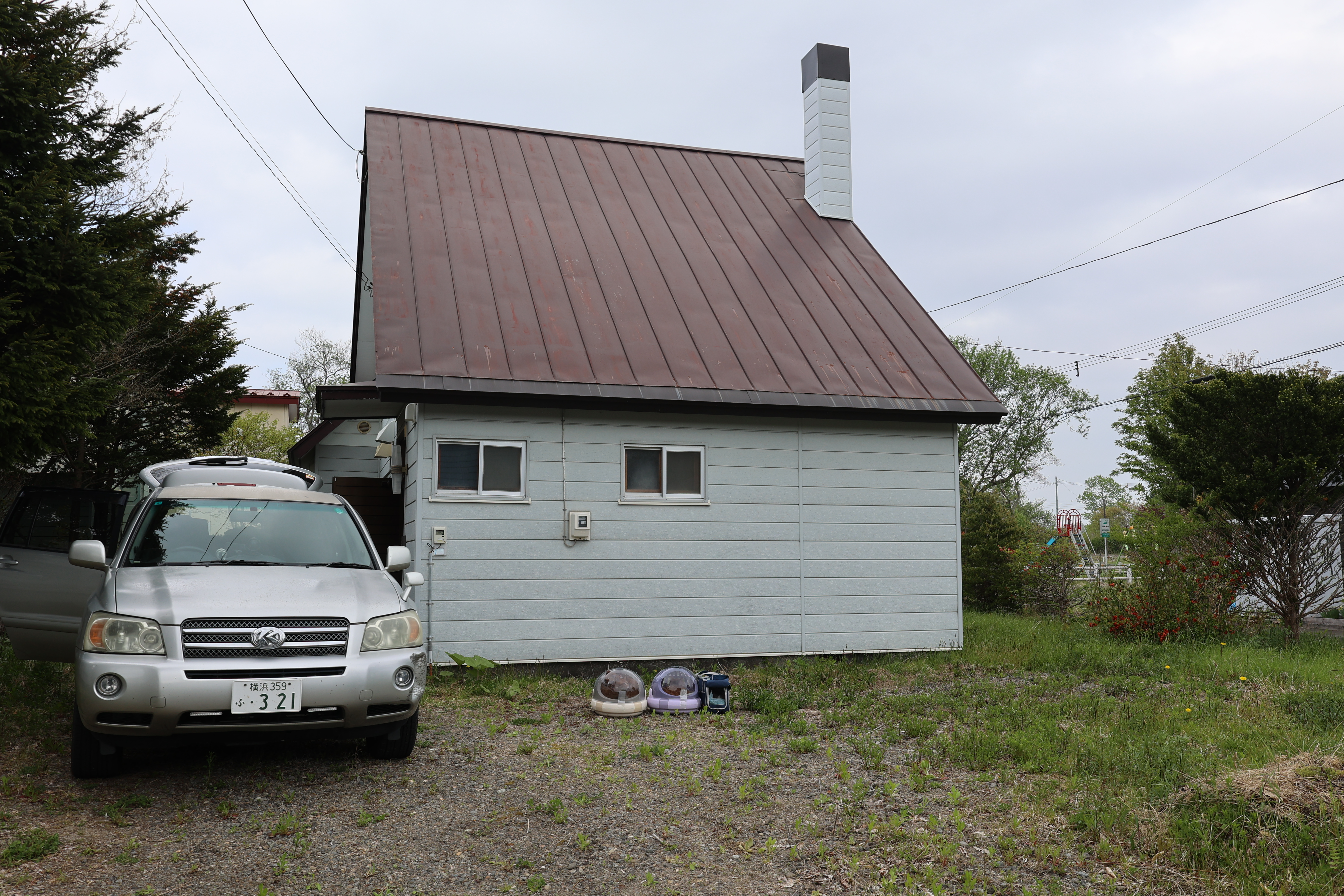 猫5匹並ぶ 猫5匹並ぶ