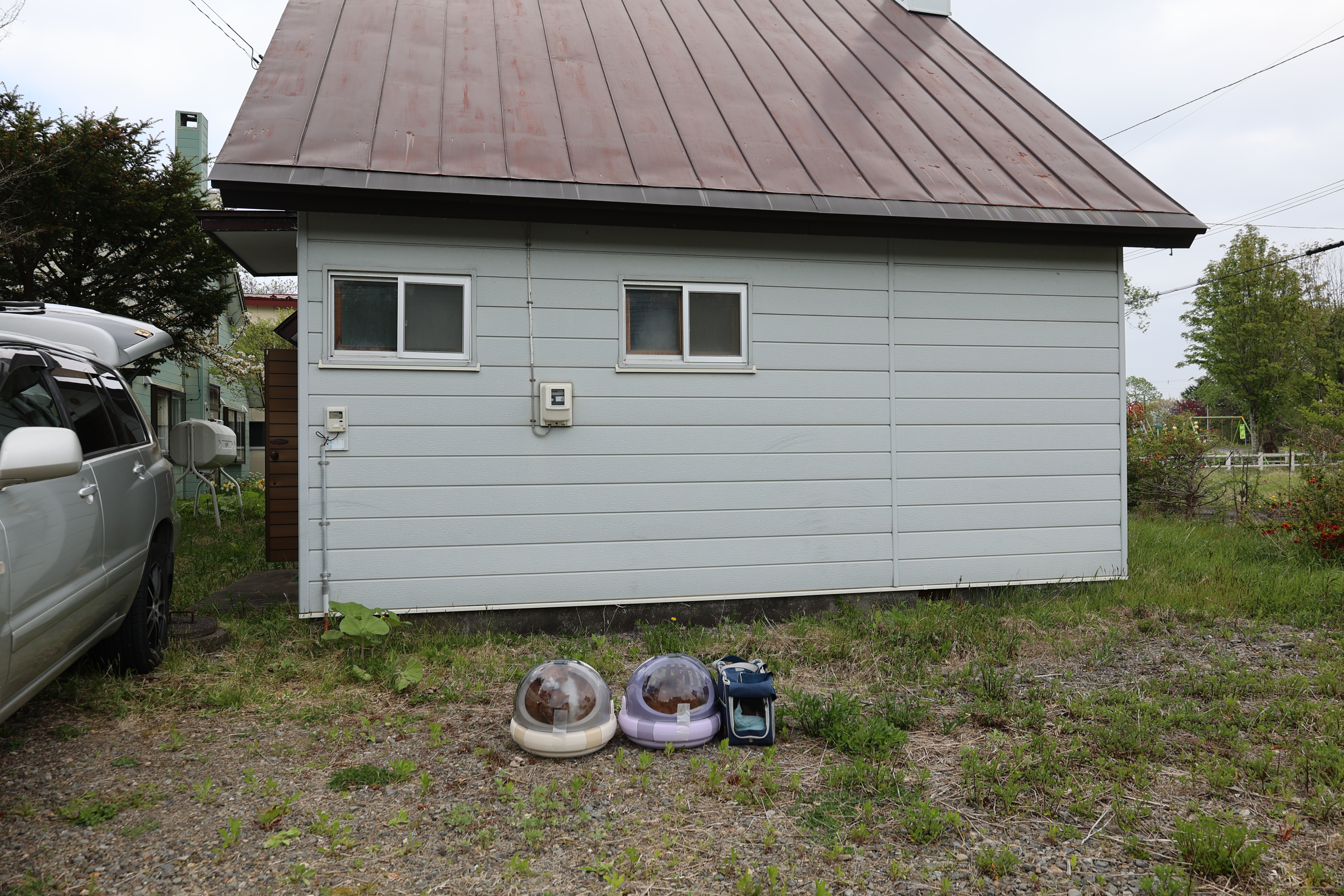 猫5匹並ぶ（拡大）