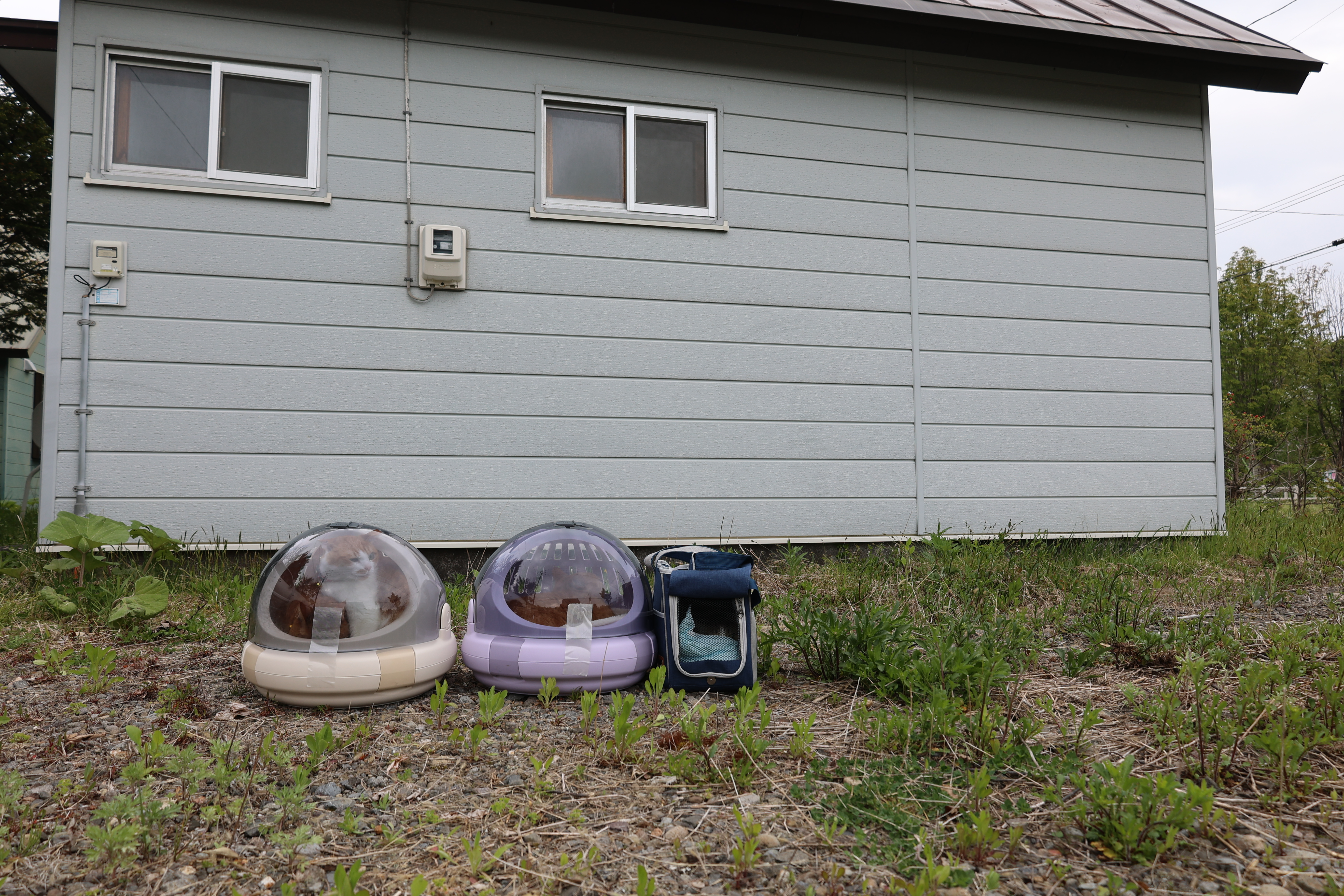 さんふらわあさっぽろに乗船、ペットルーム