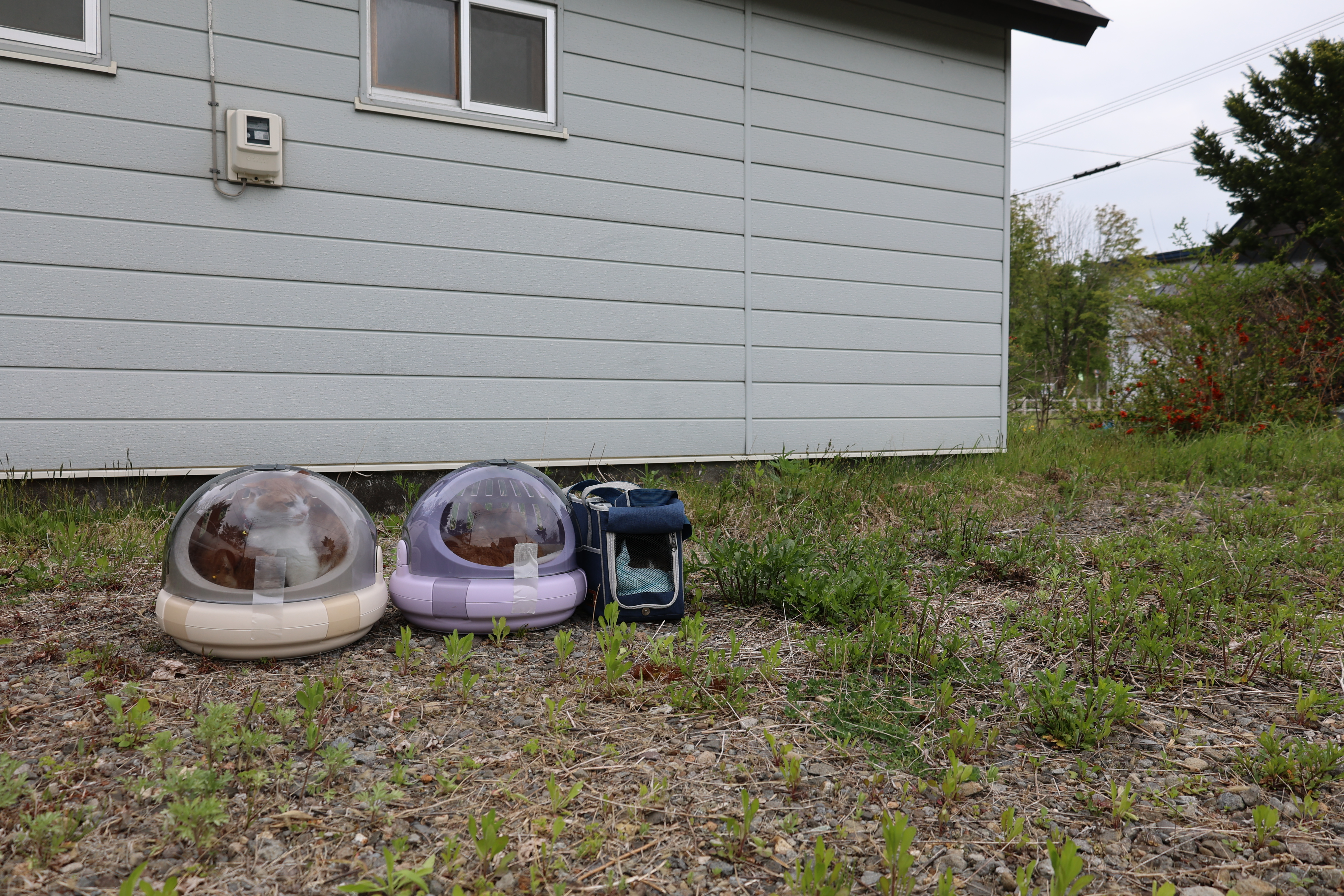 猫5匹並ぶ（もっと拡大）