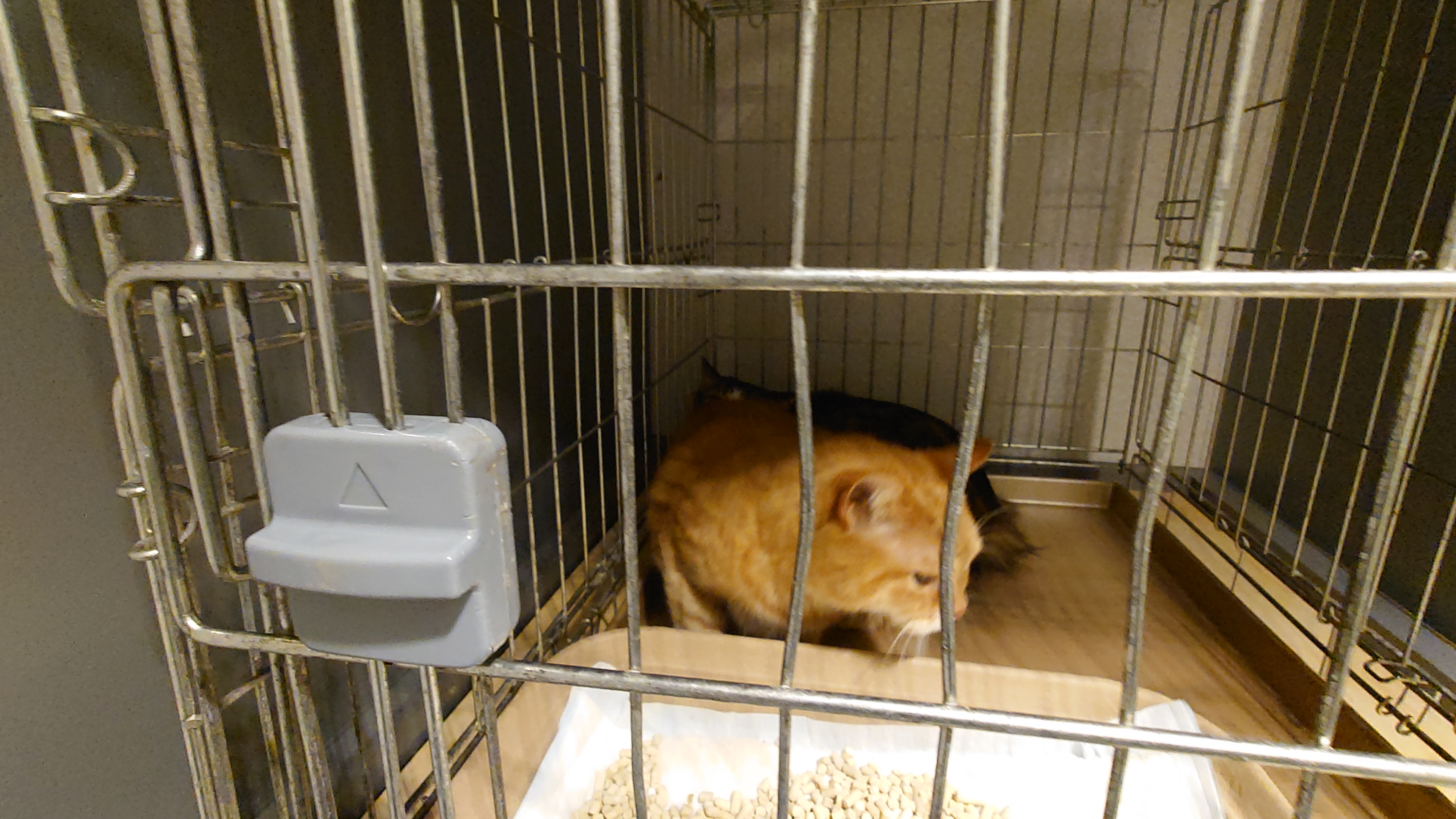 あんずとよもぎ１