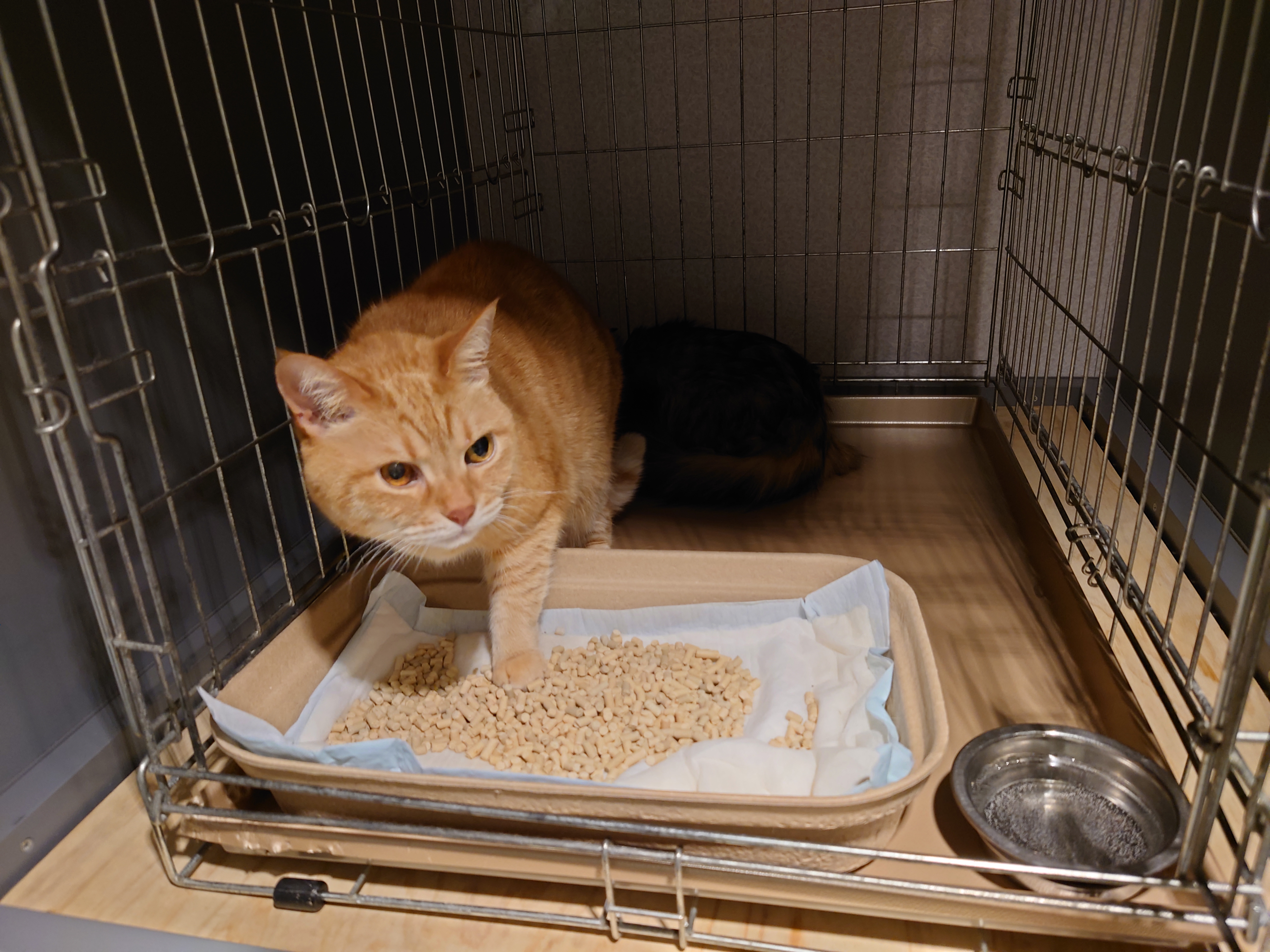 あんずとよもぎ２