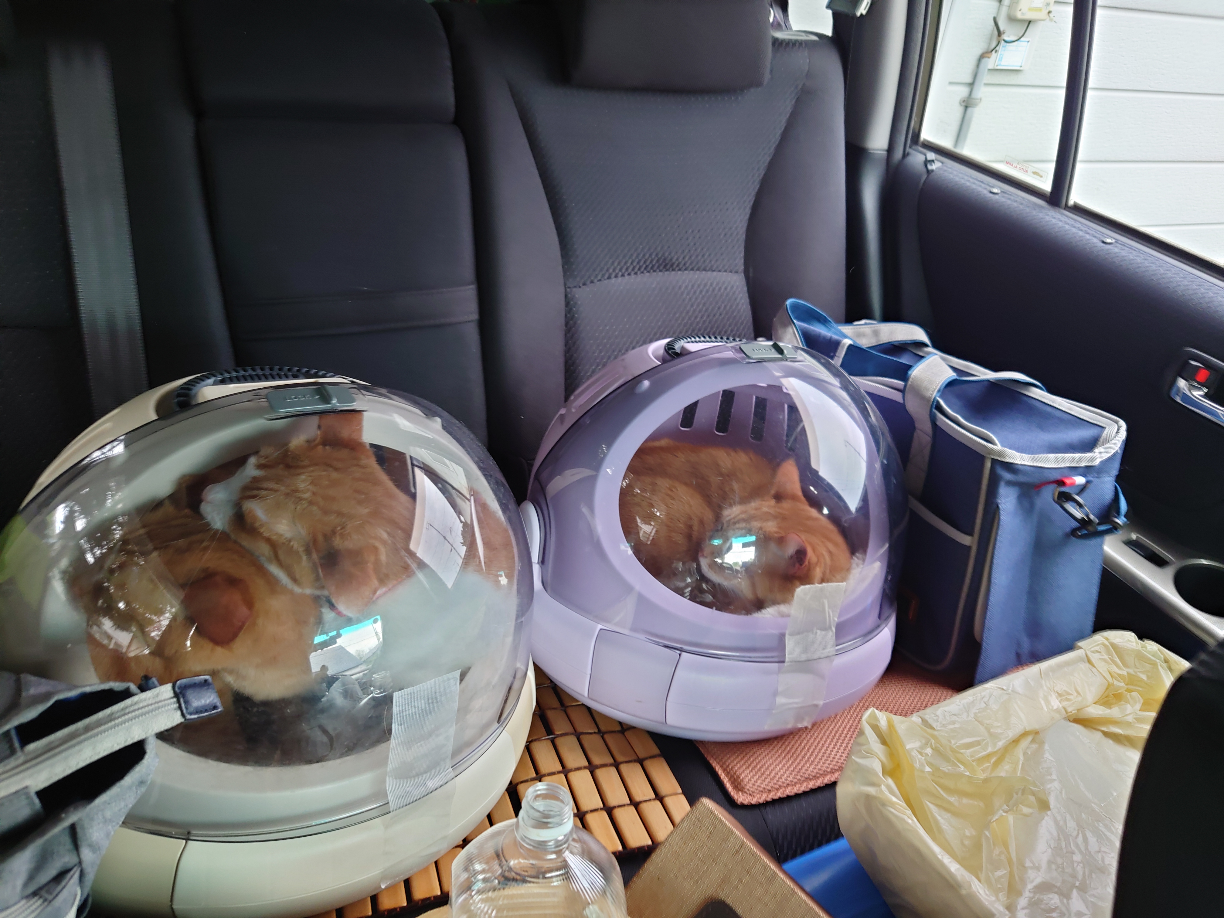 後部座席猫専用 後部座席猫専用