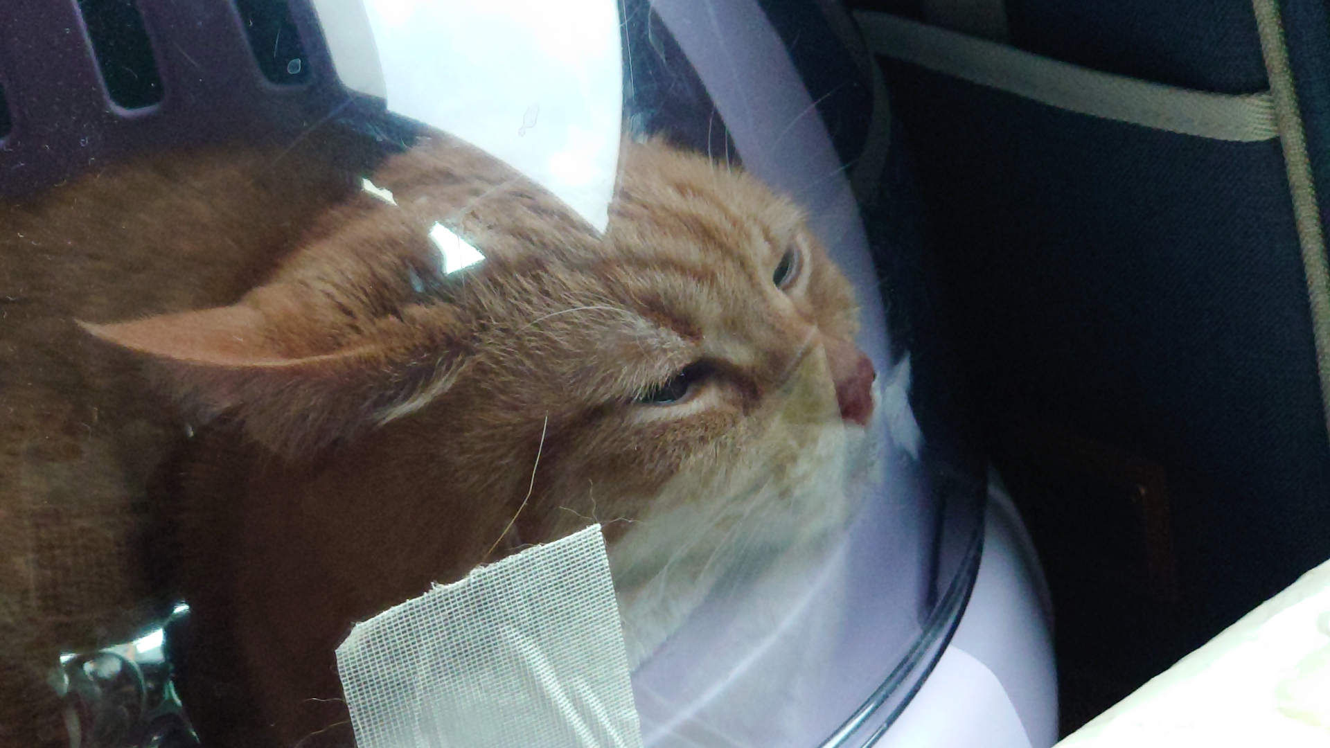 あんずの鼻息１