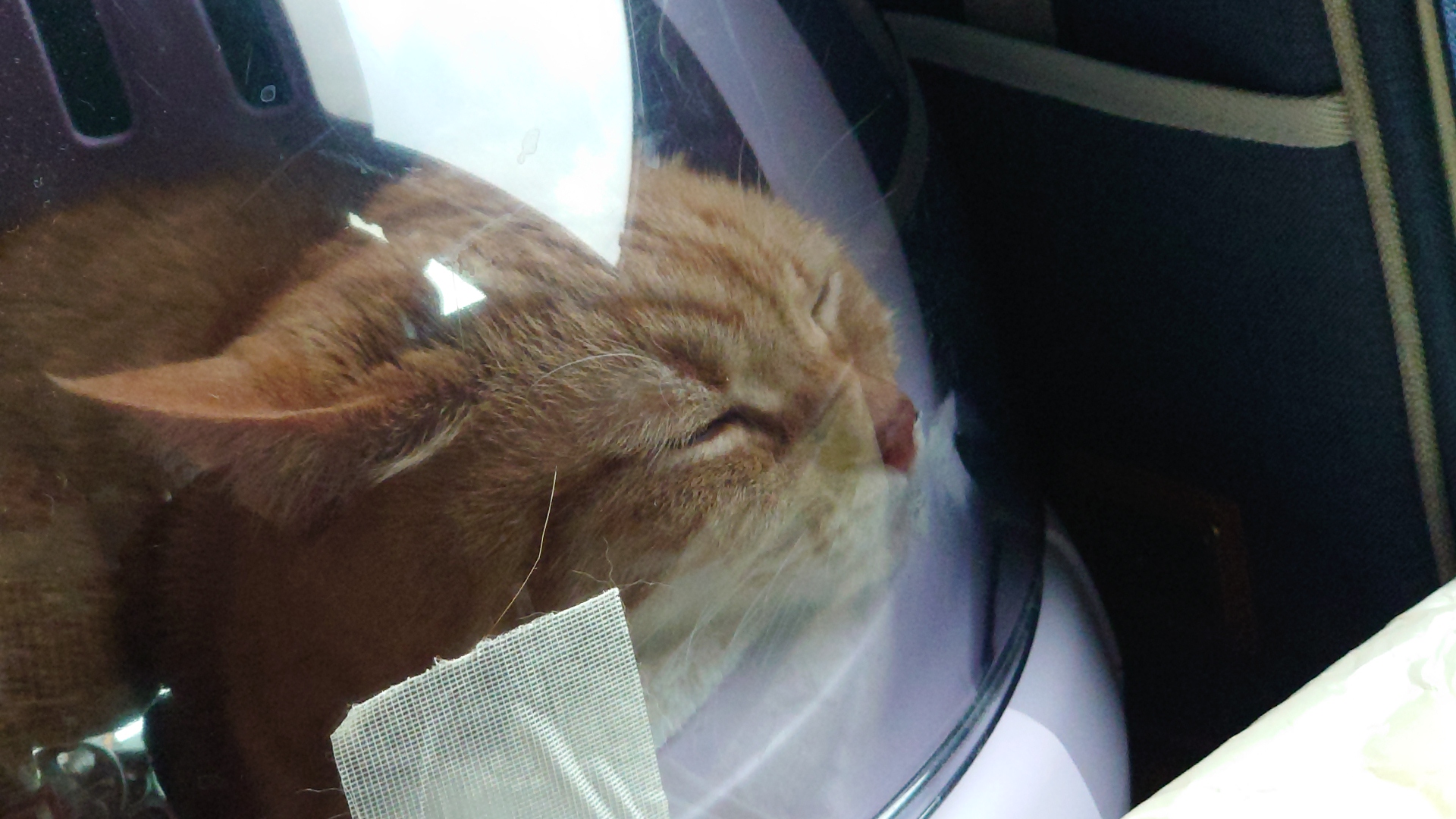 あんずの鼻息２