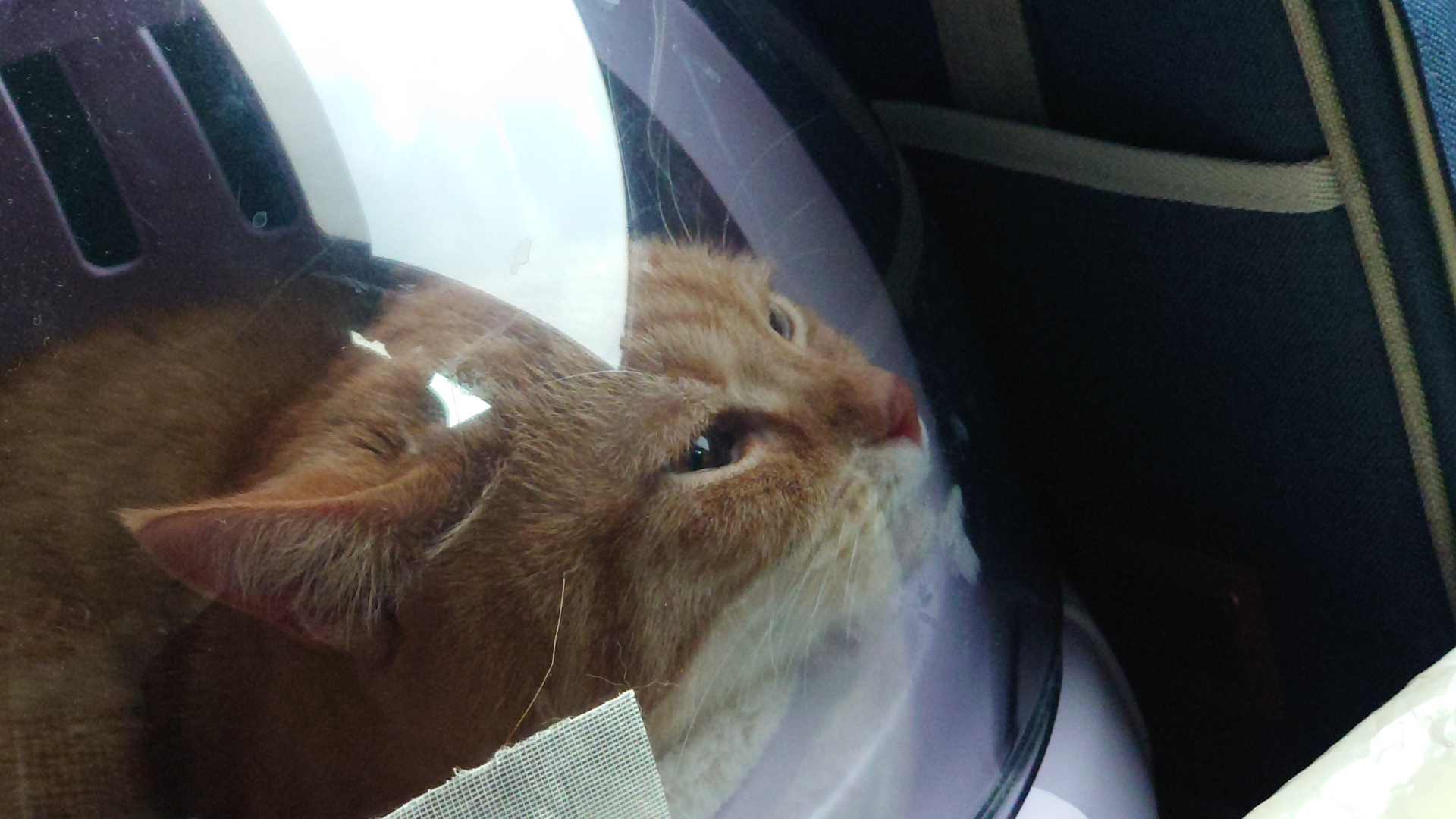 あんずの鼻息３