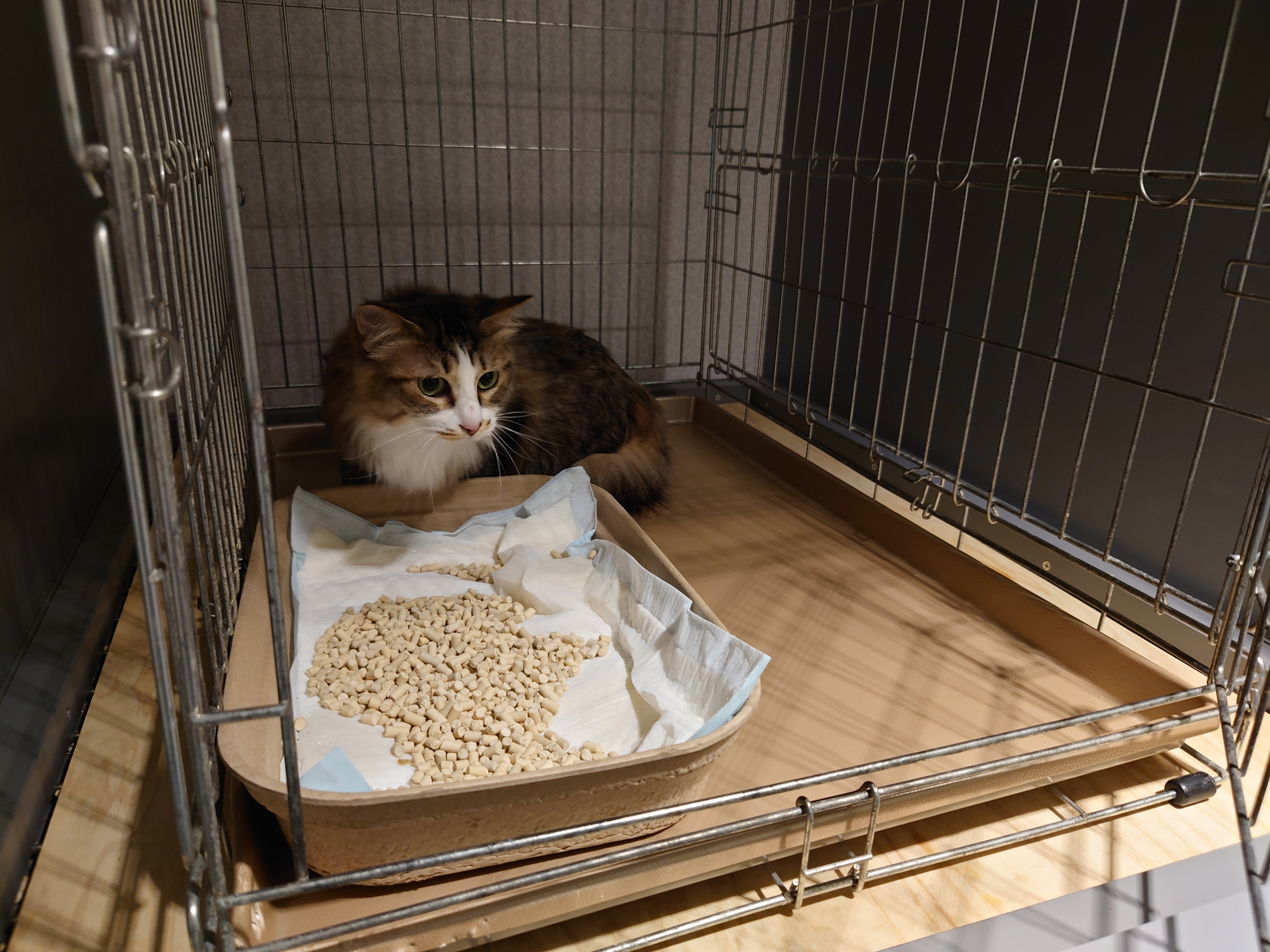 よもぎケージに入る よもぎケージに入る