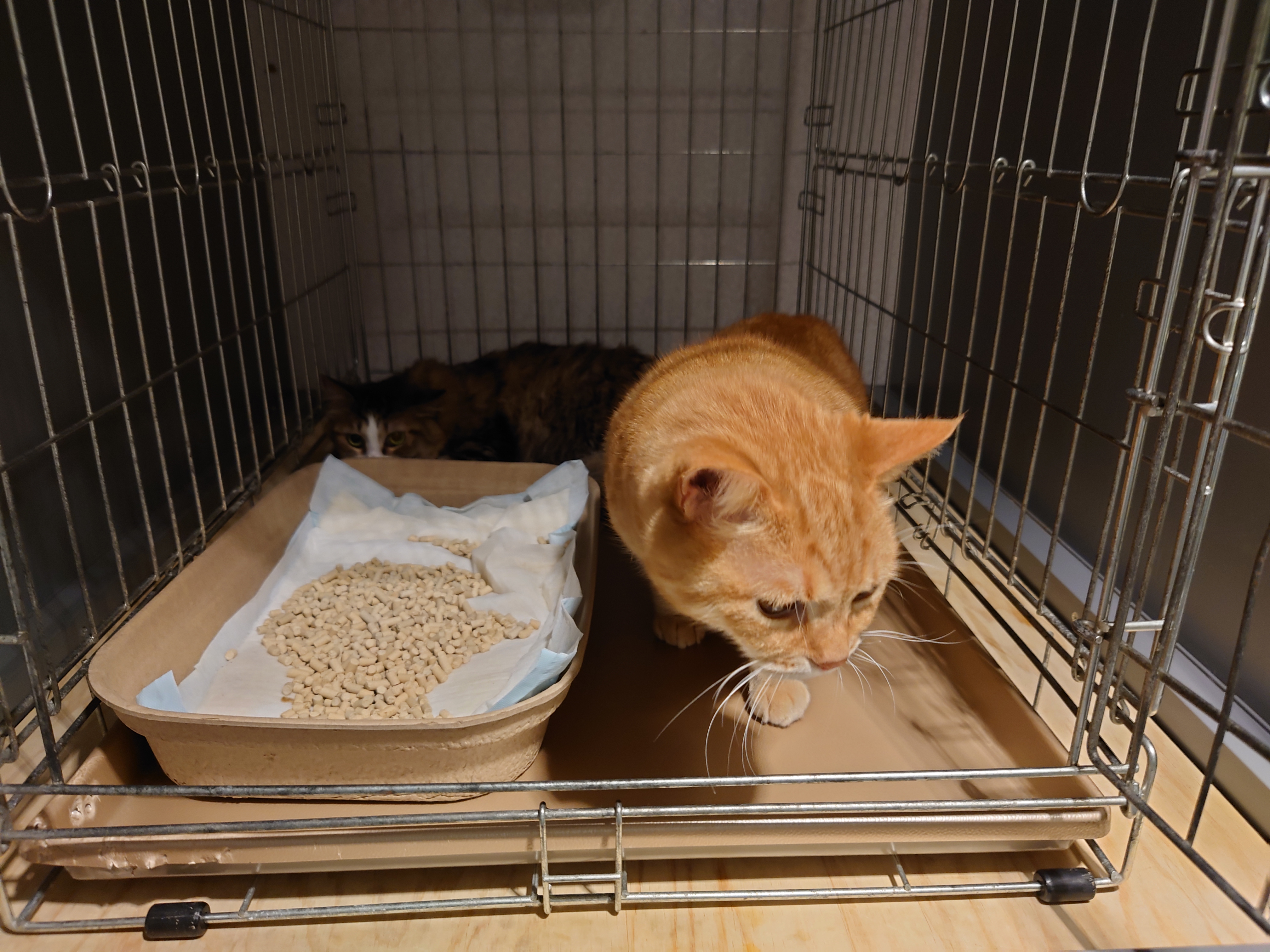 あんずケージに入る あんずケージに入る