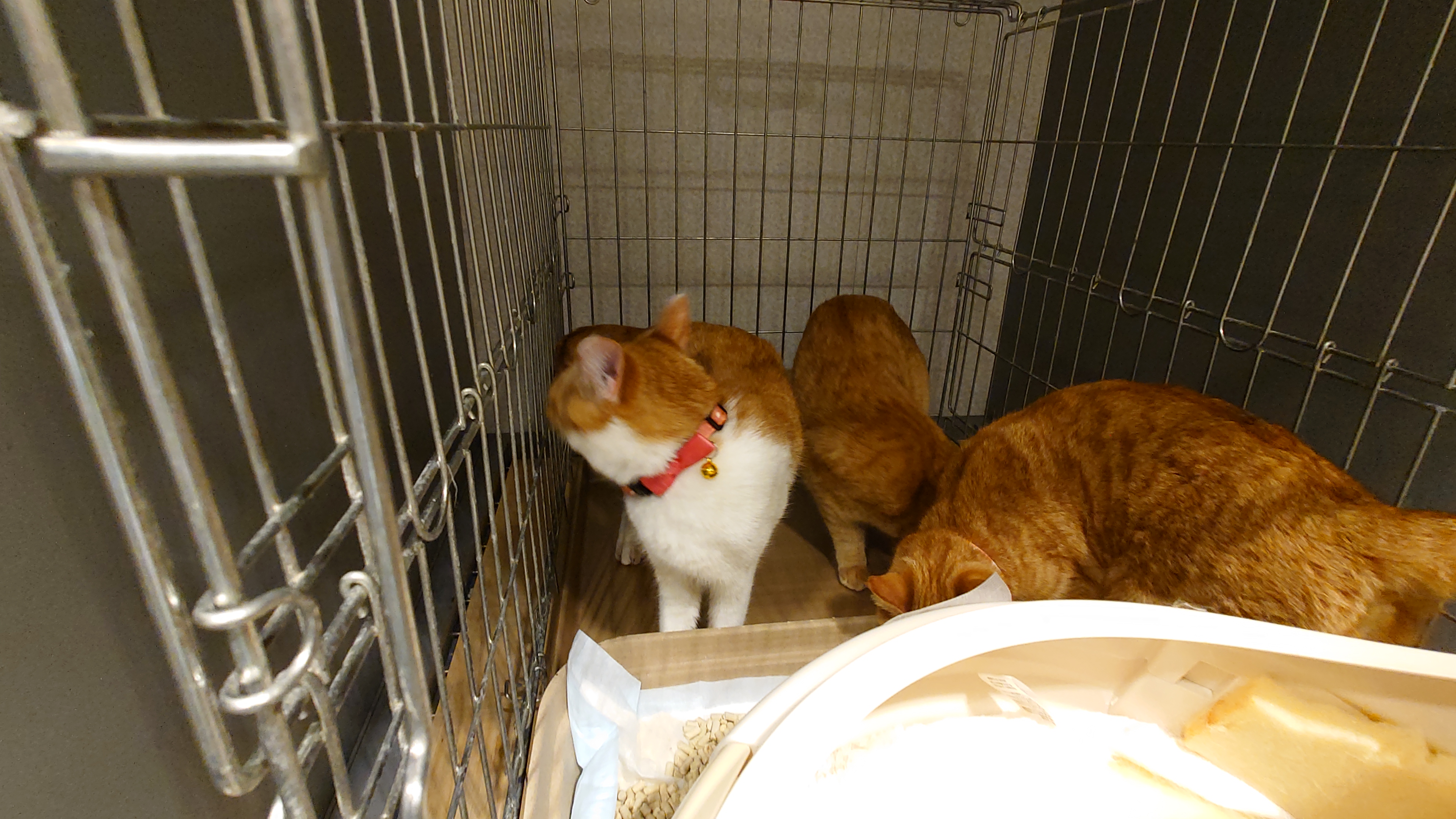 3姉妹ケージに入る１
