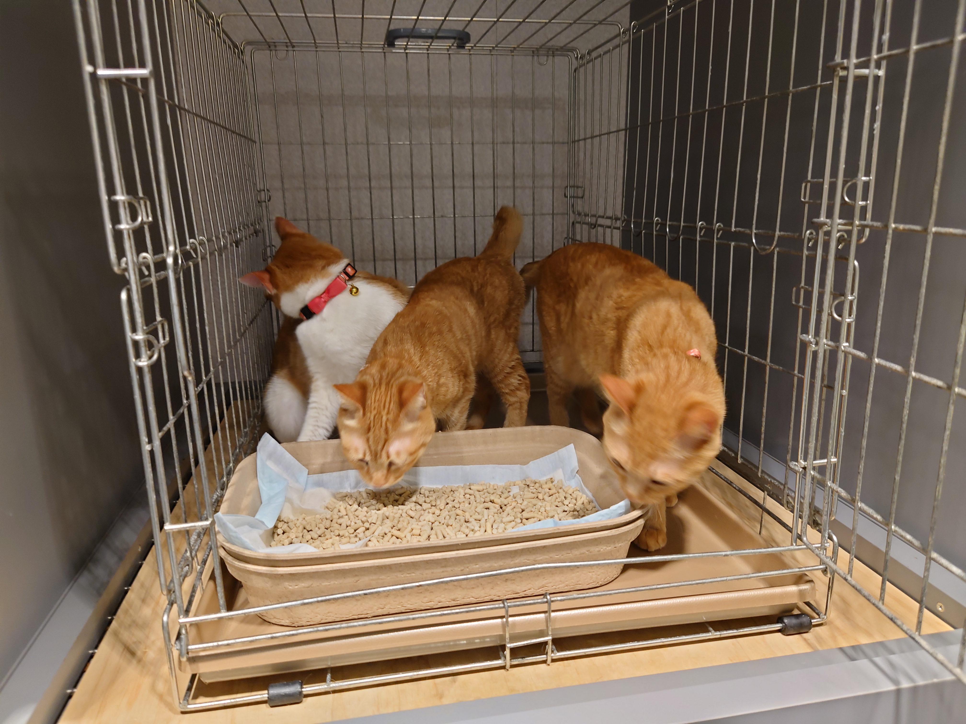 3姉妹ケージに入る２