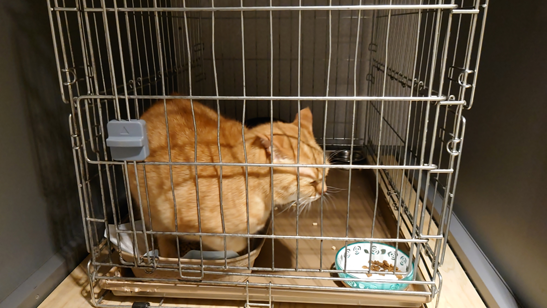 あんず朝食を食べる