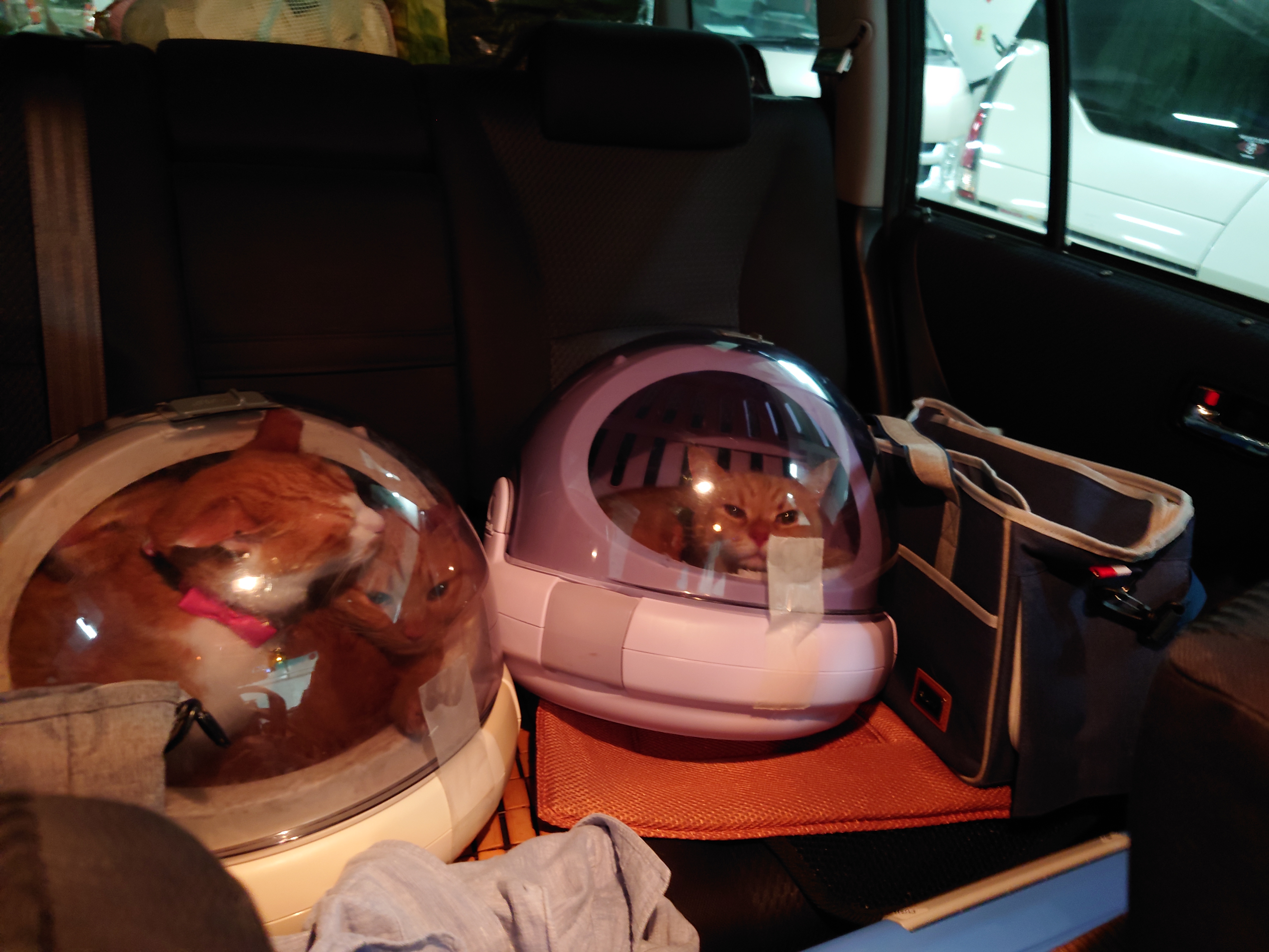 猫5匹後部座席に座る