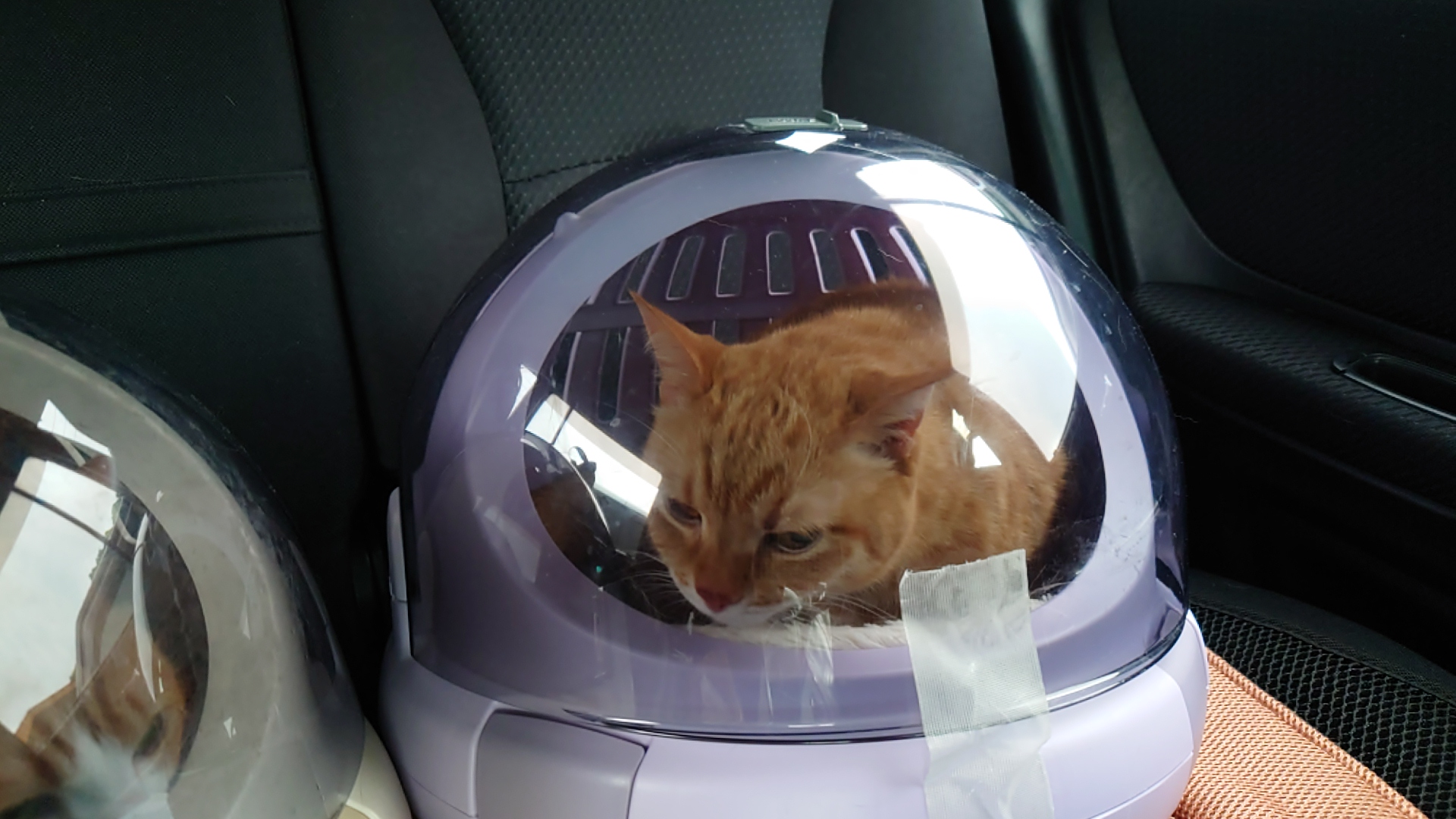 あんずおとなしくなる