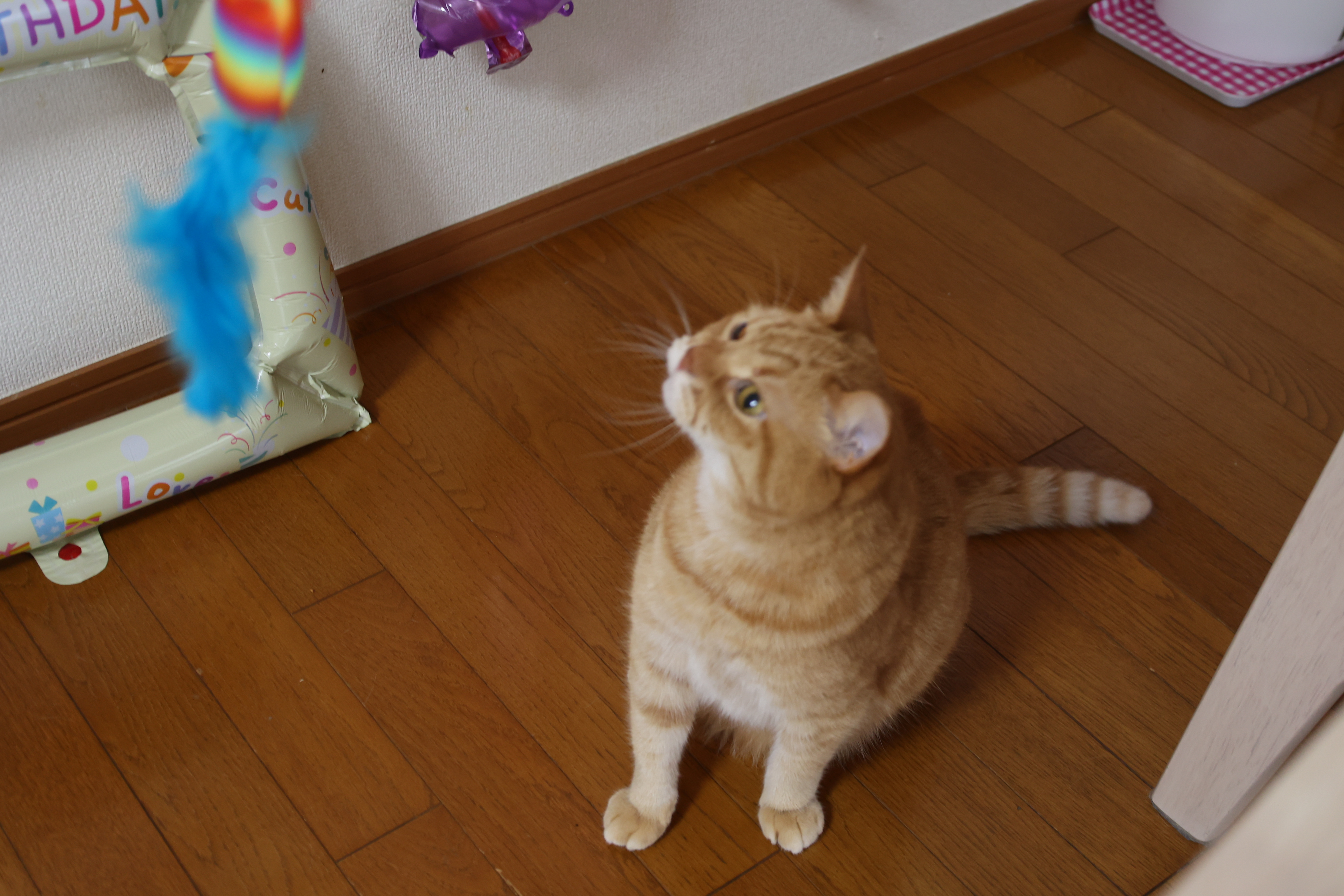 おもちゃに反応する１