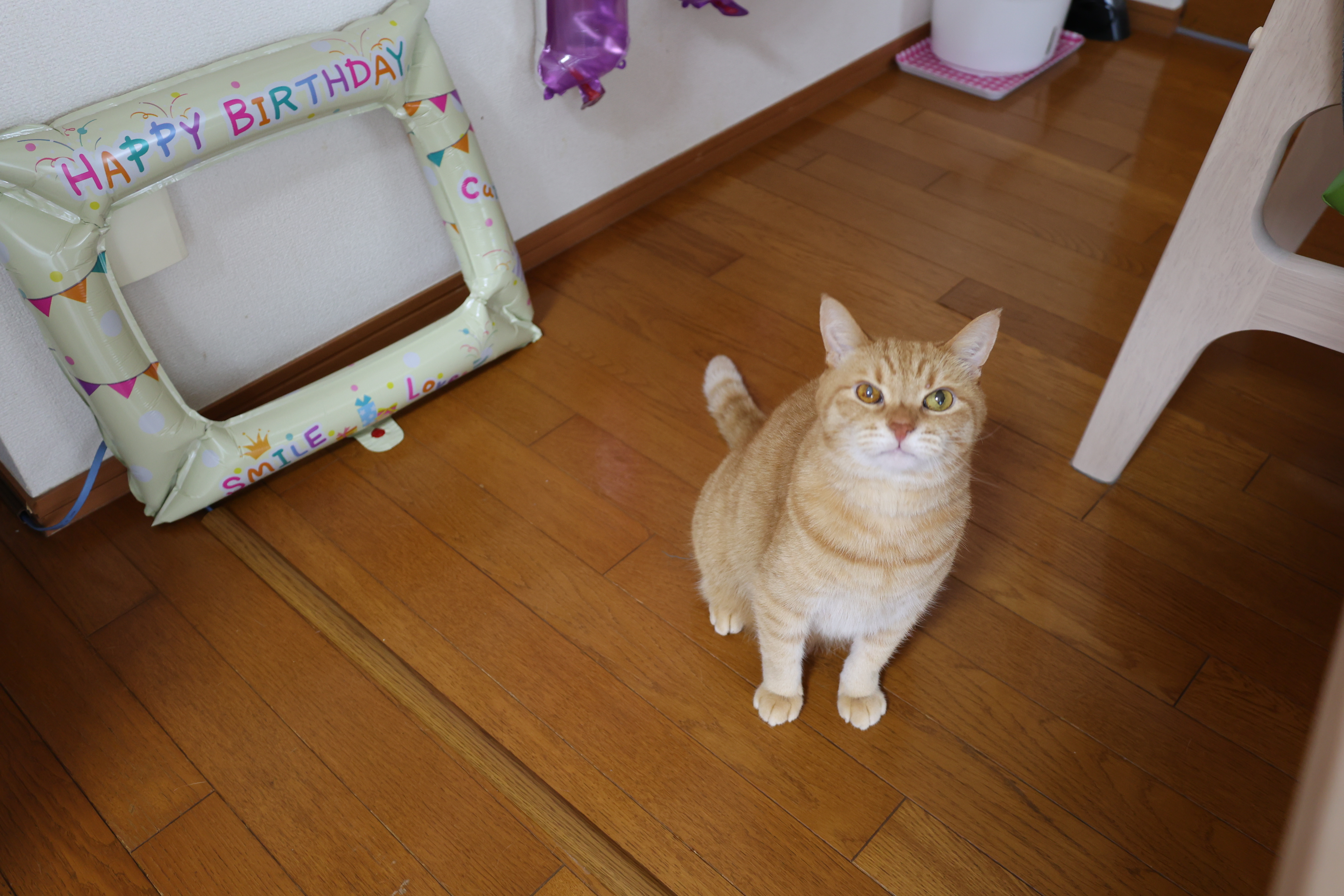 正面を向く