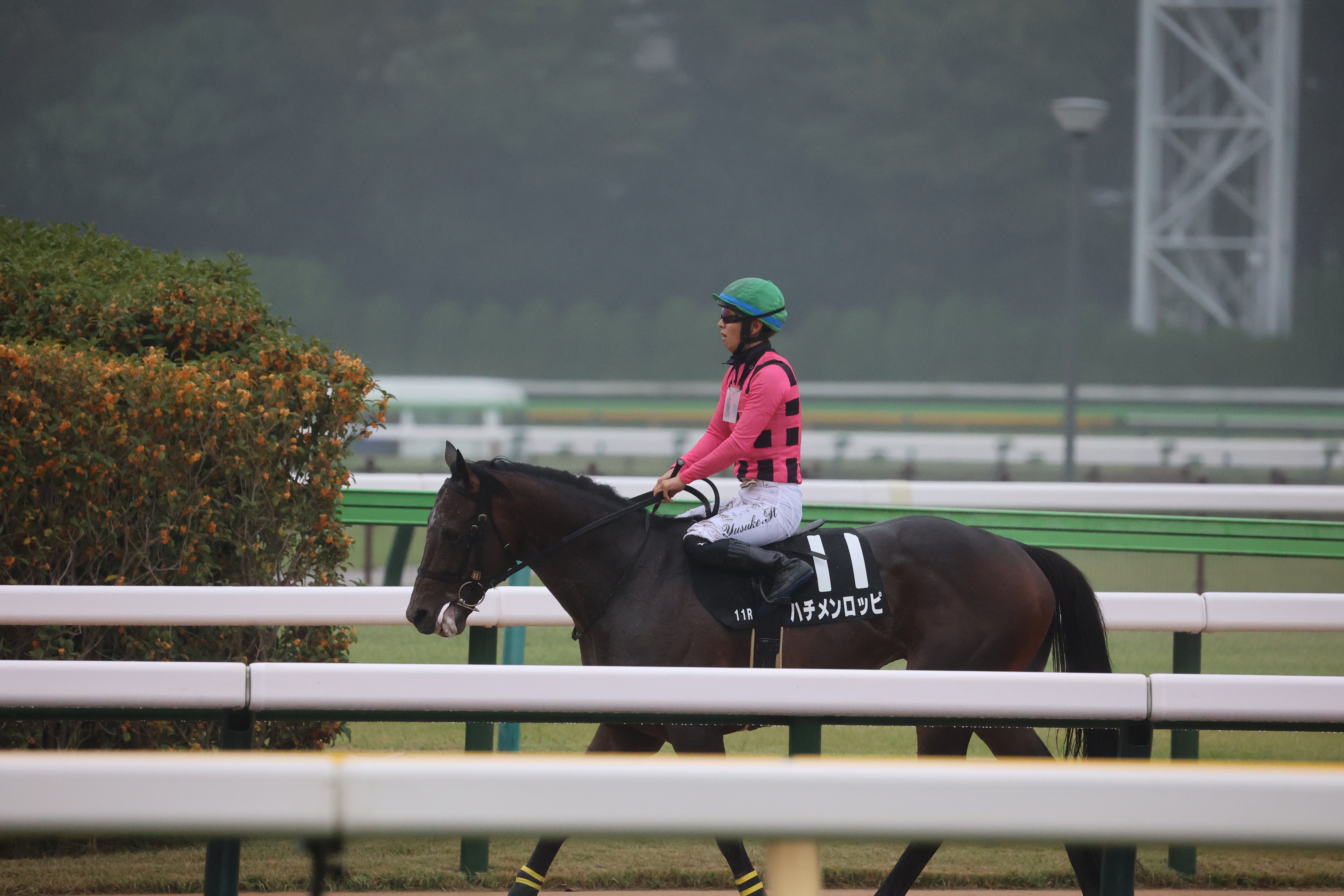 ハチメンロッピ厩舎へ