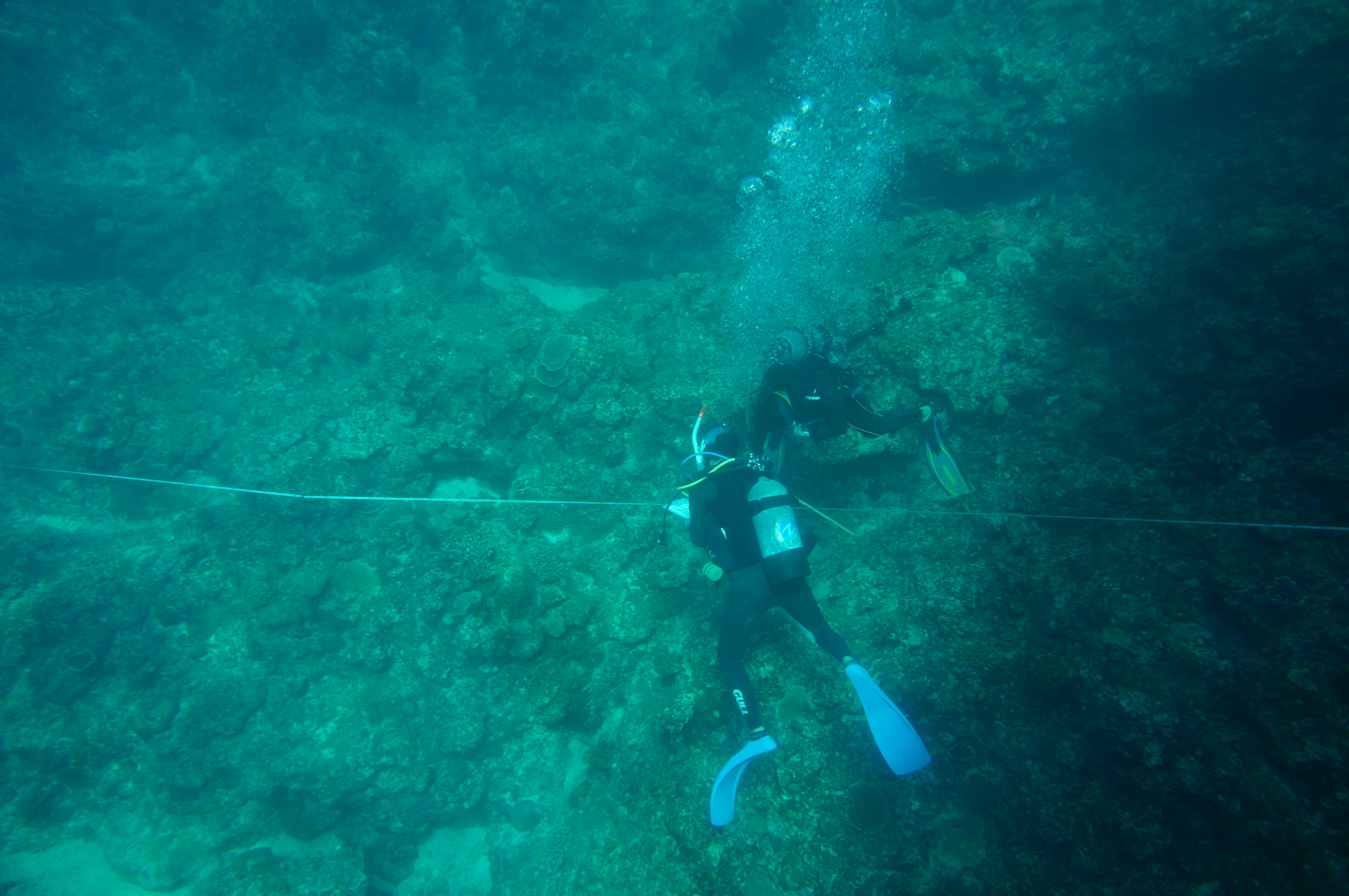 メジャーに沿って、リーフチェックを行う２