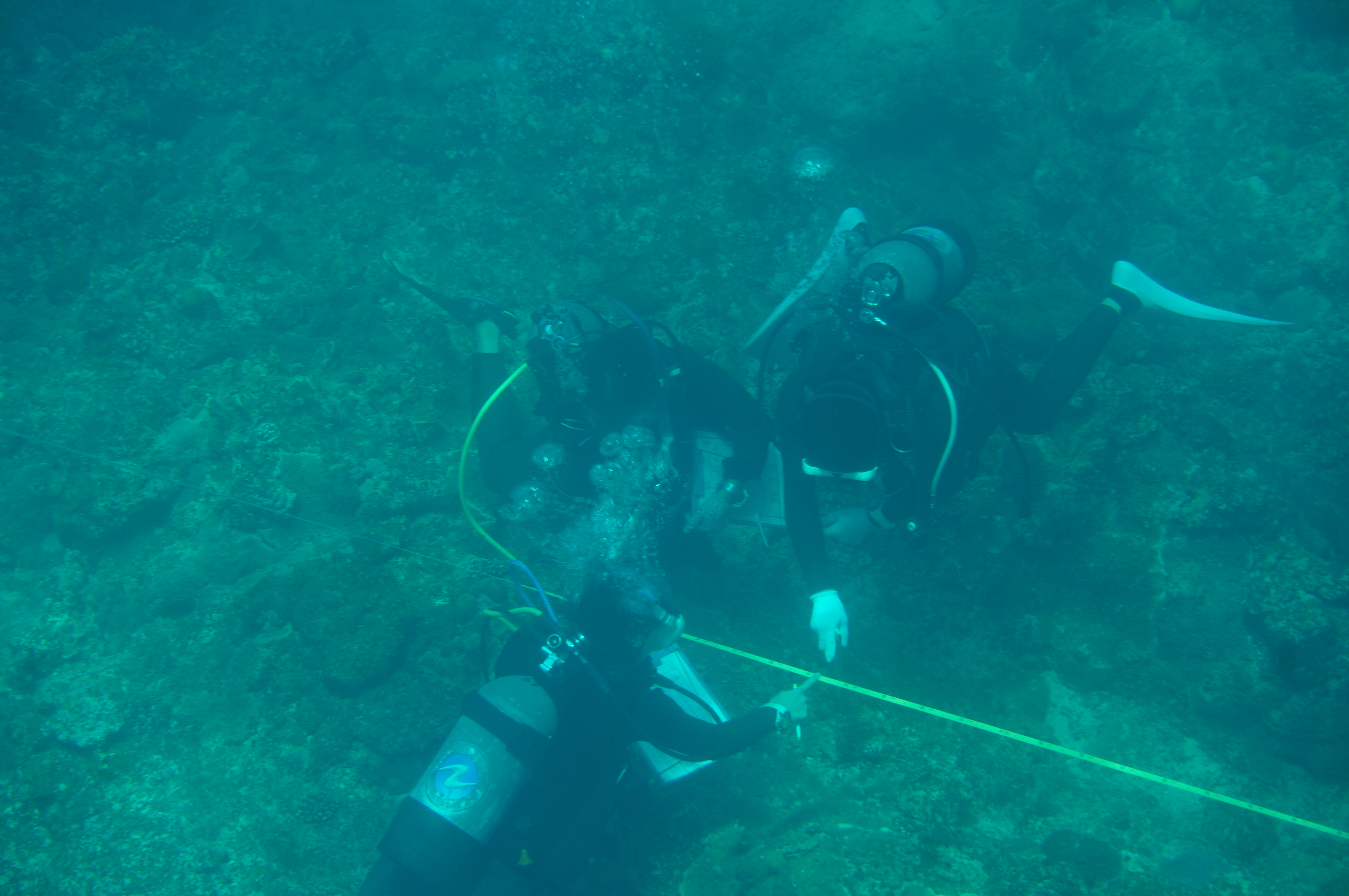 メジャーに沿って、リーフチェックを行う３