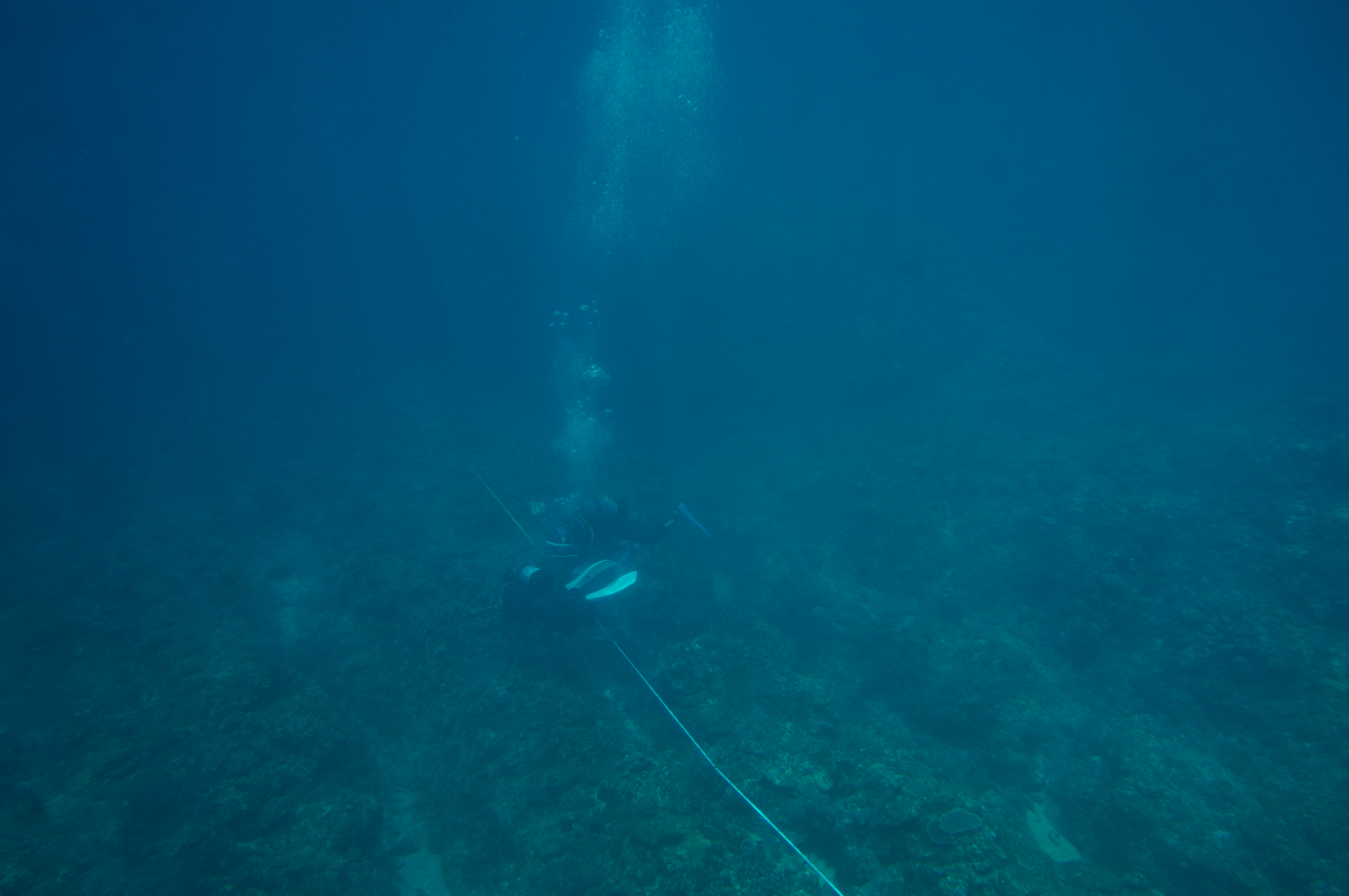 メジャーに沿って、リーフチェックを行う４