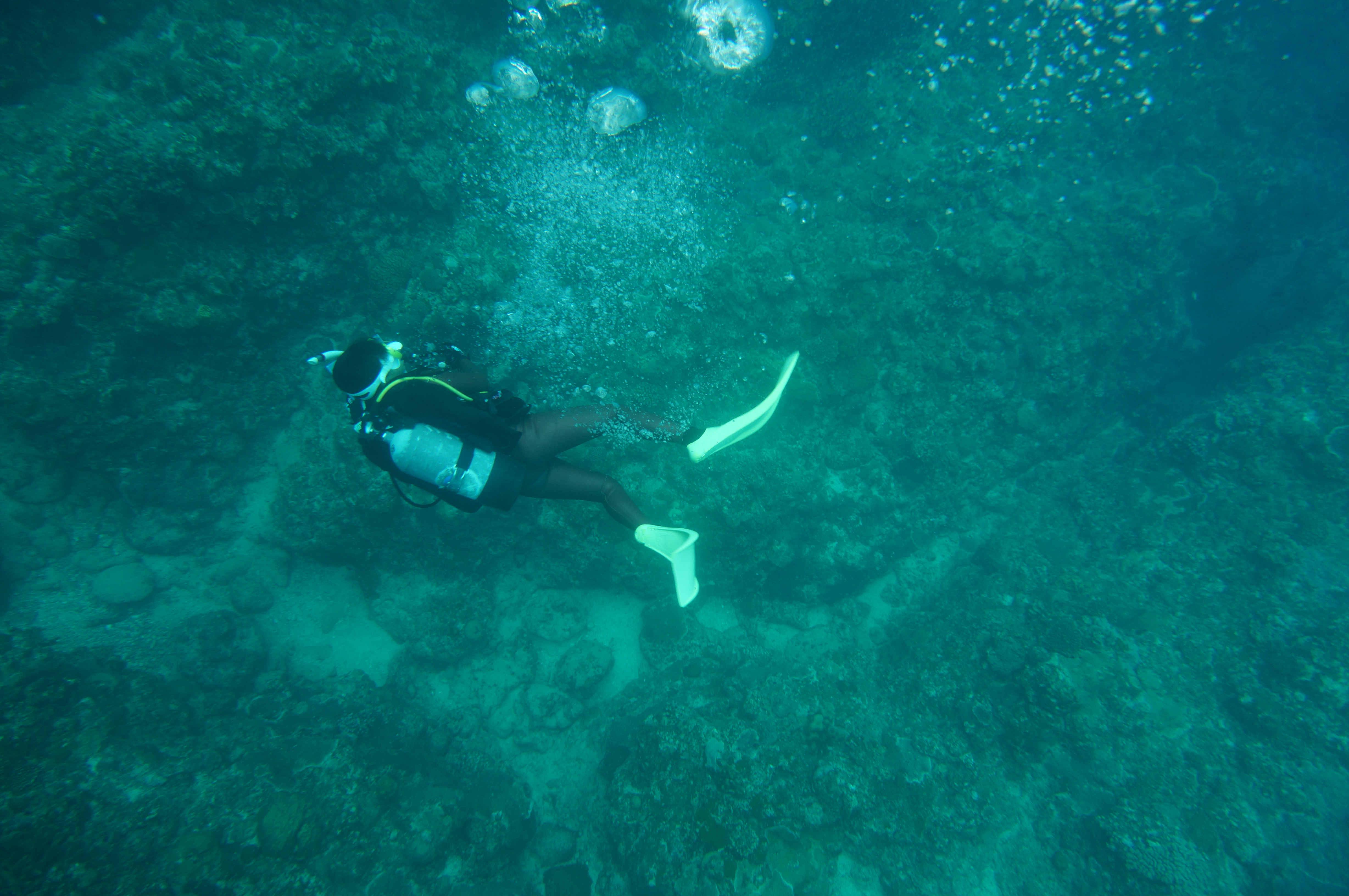 活動中のダイバー