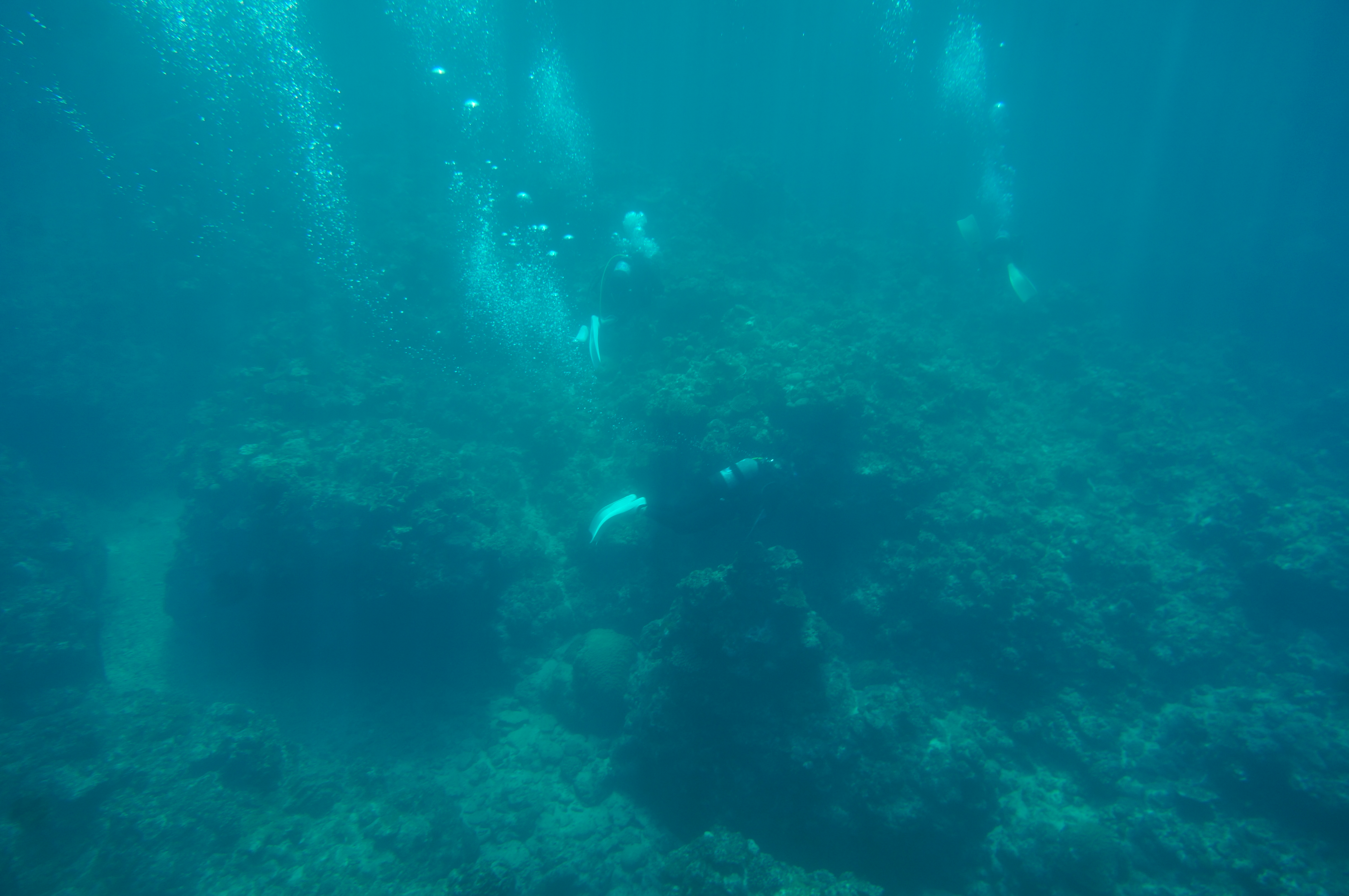 リーフチェックを行うメンバー達