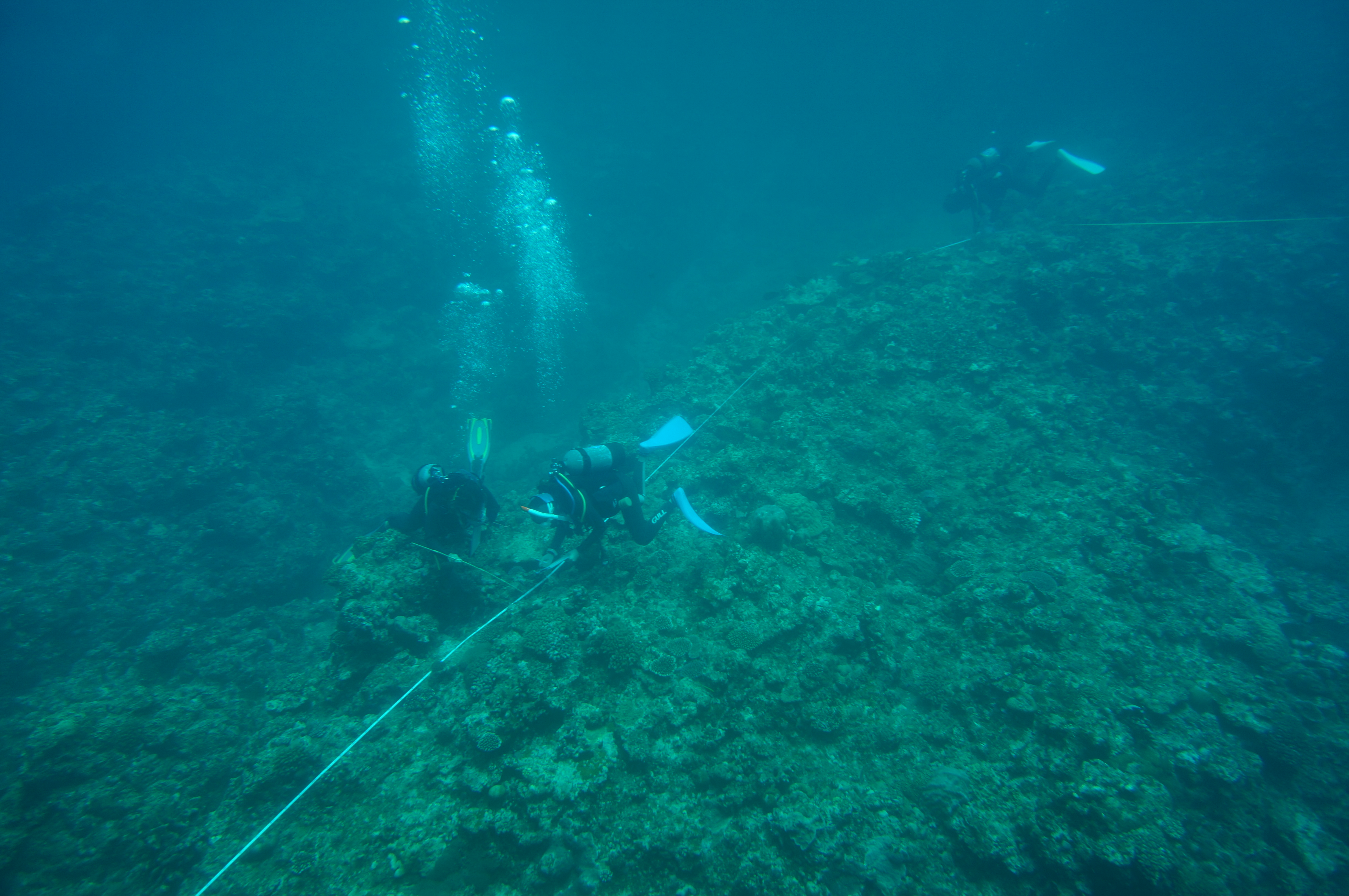 メジャーに沿って、リーフチェックを行う１