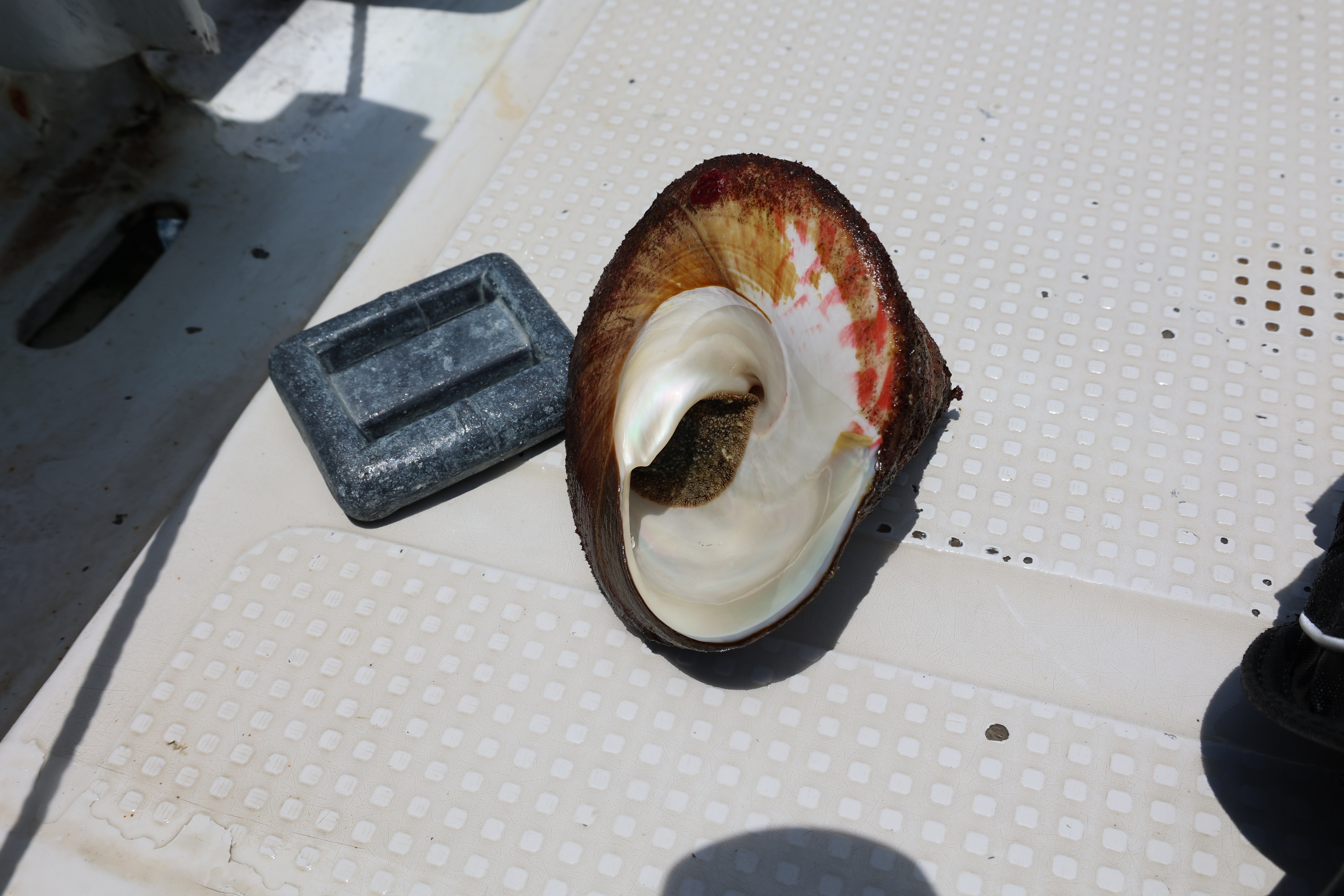 大きな巻貝の裏側