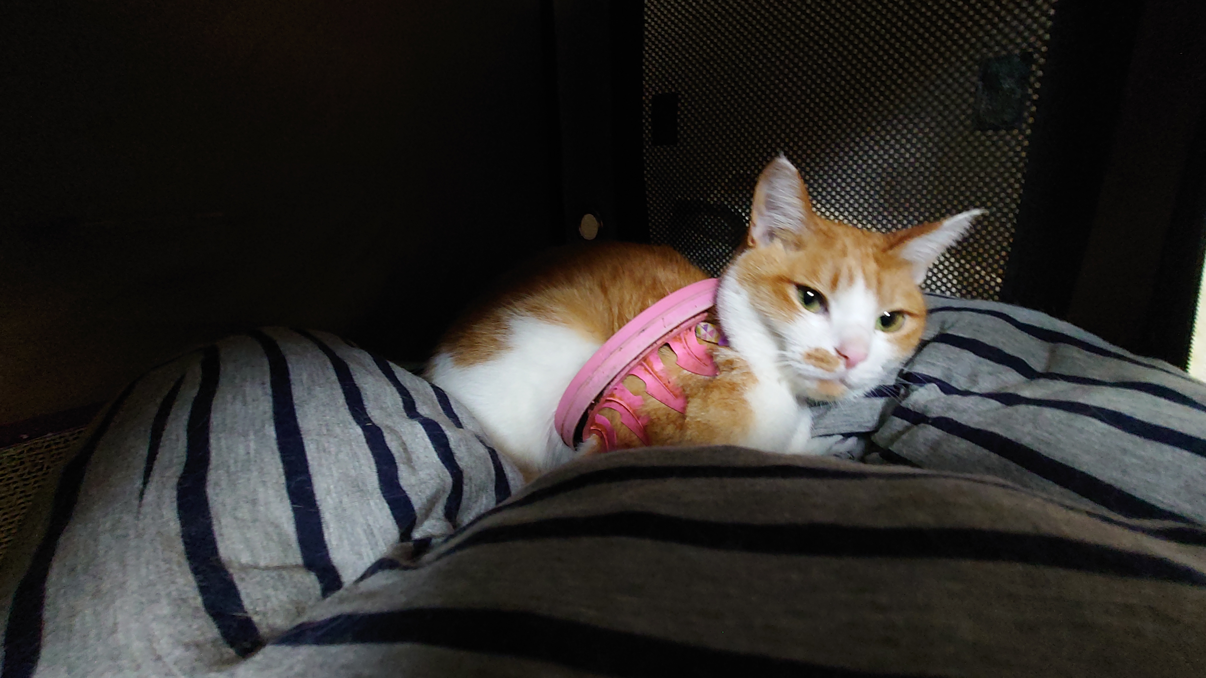 見慣れないピンクの首輪が付いている