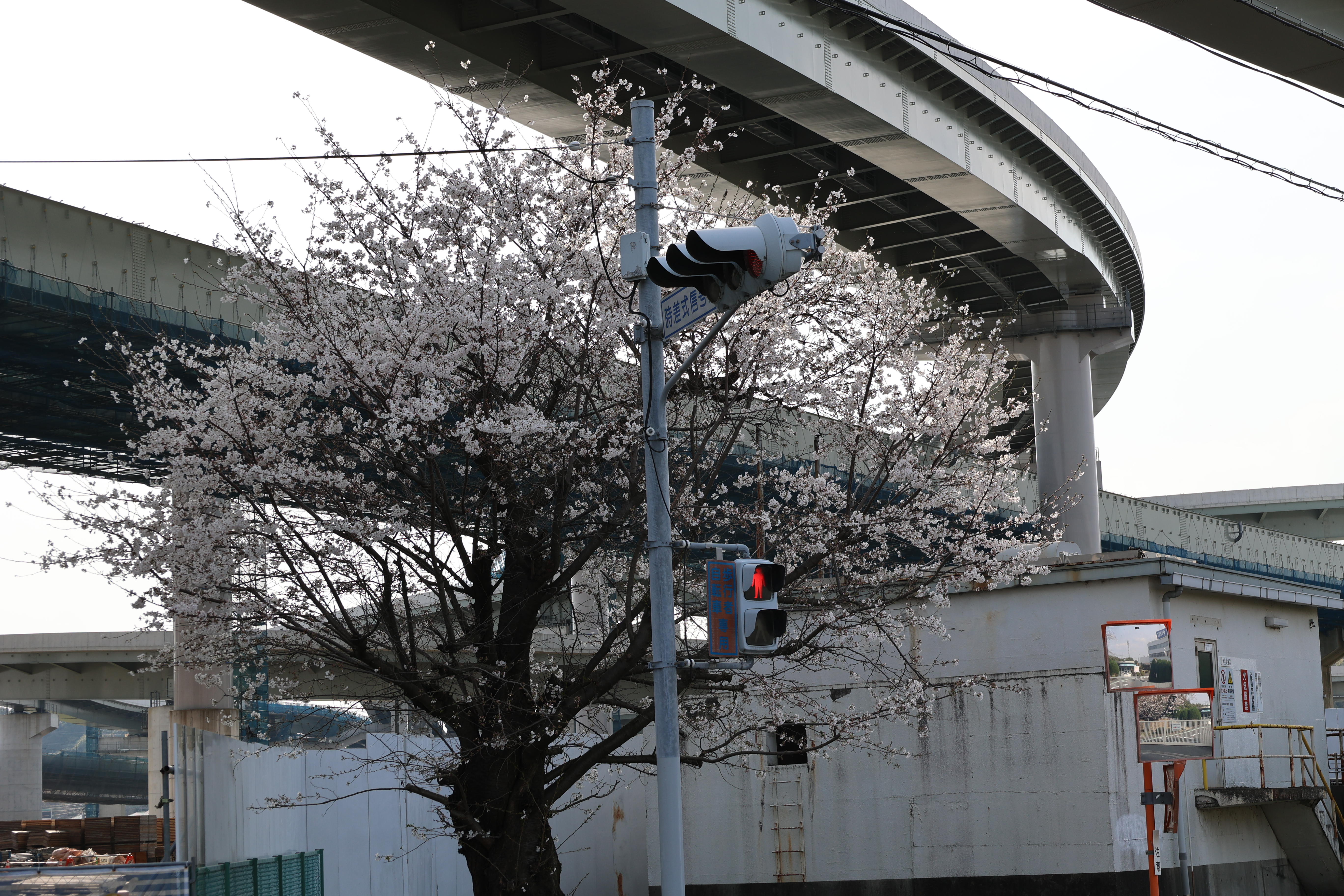 完成しているランプと桜 完成しているランプと桜