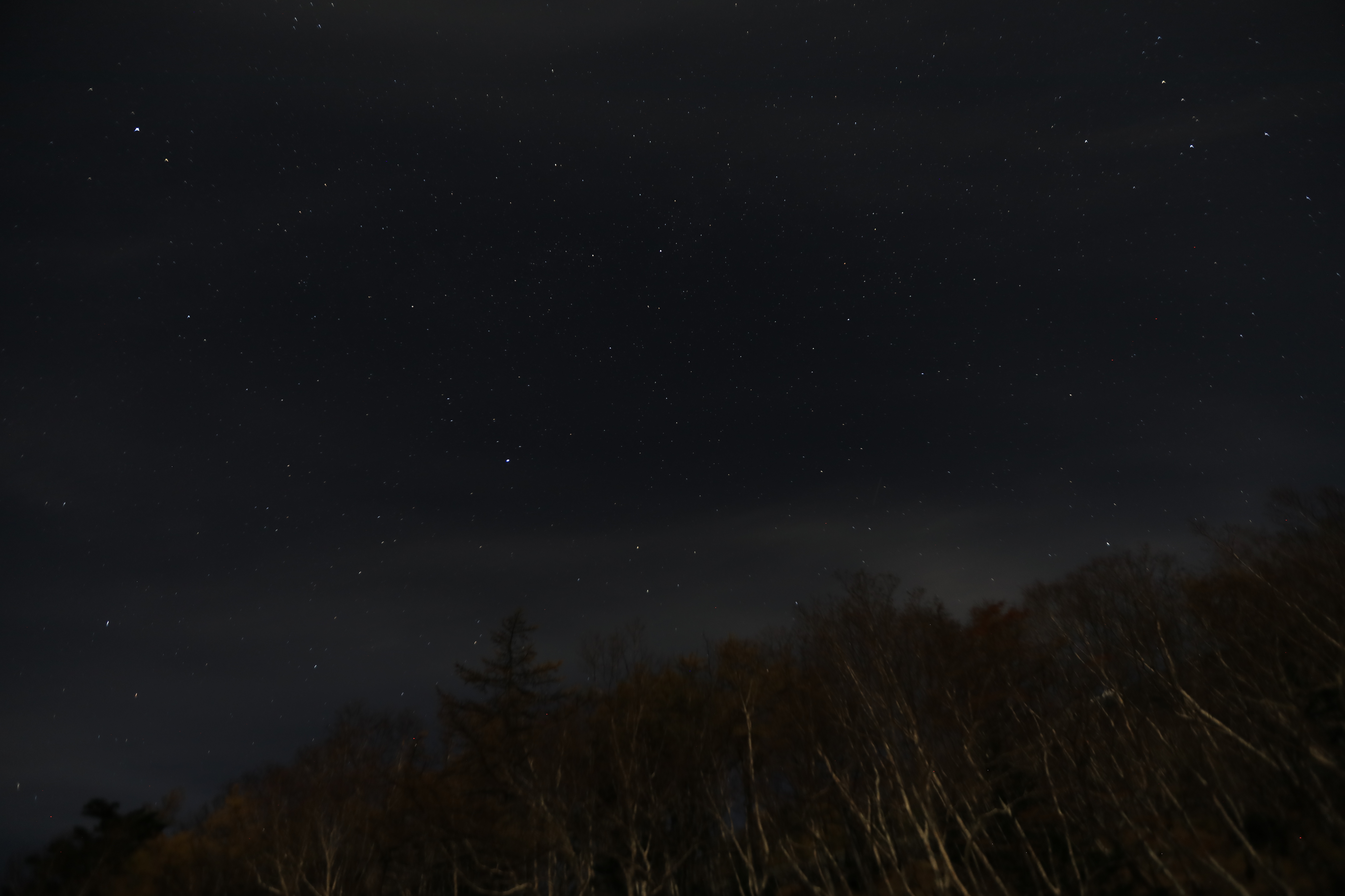 木々の星空１