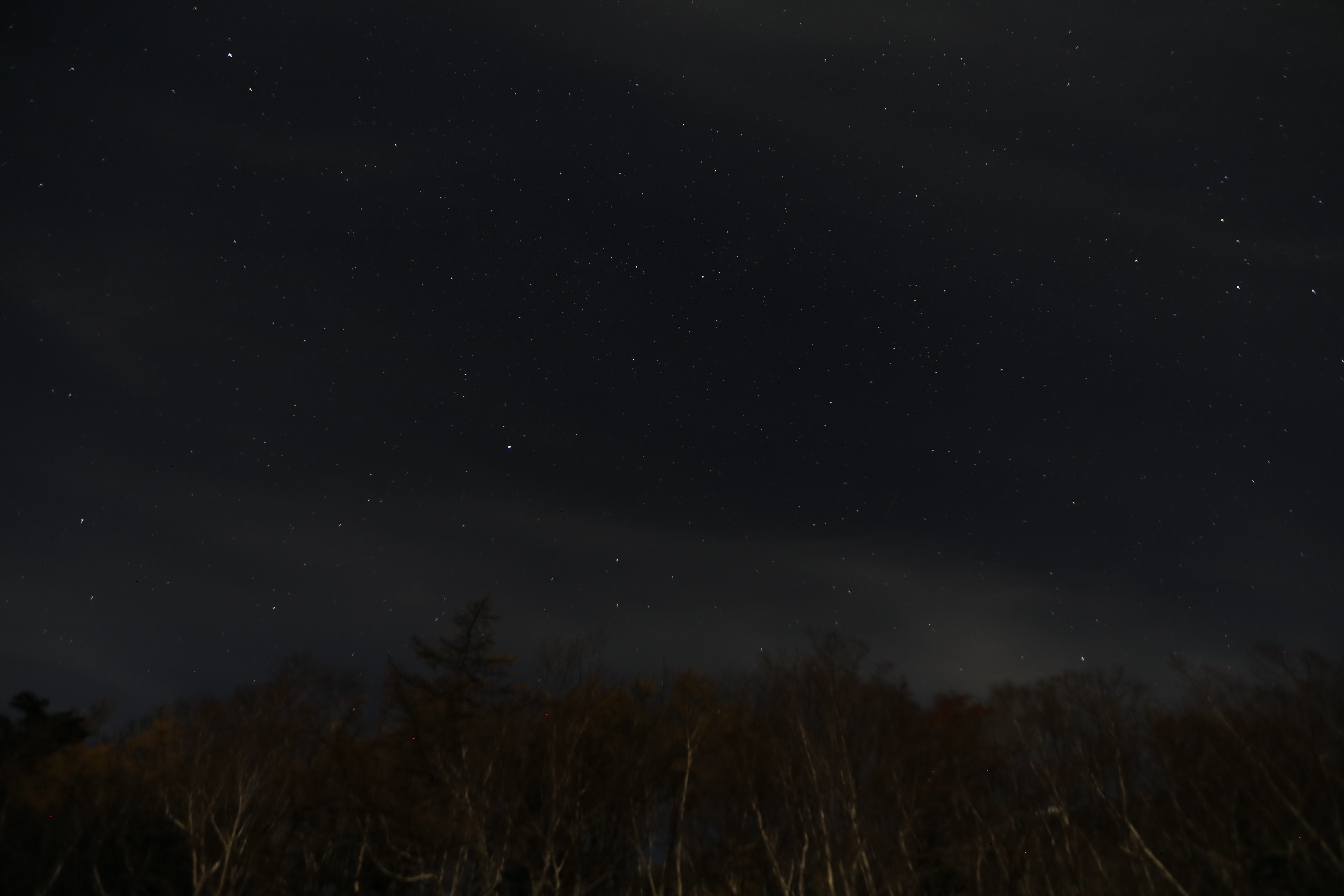 木々の星空２