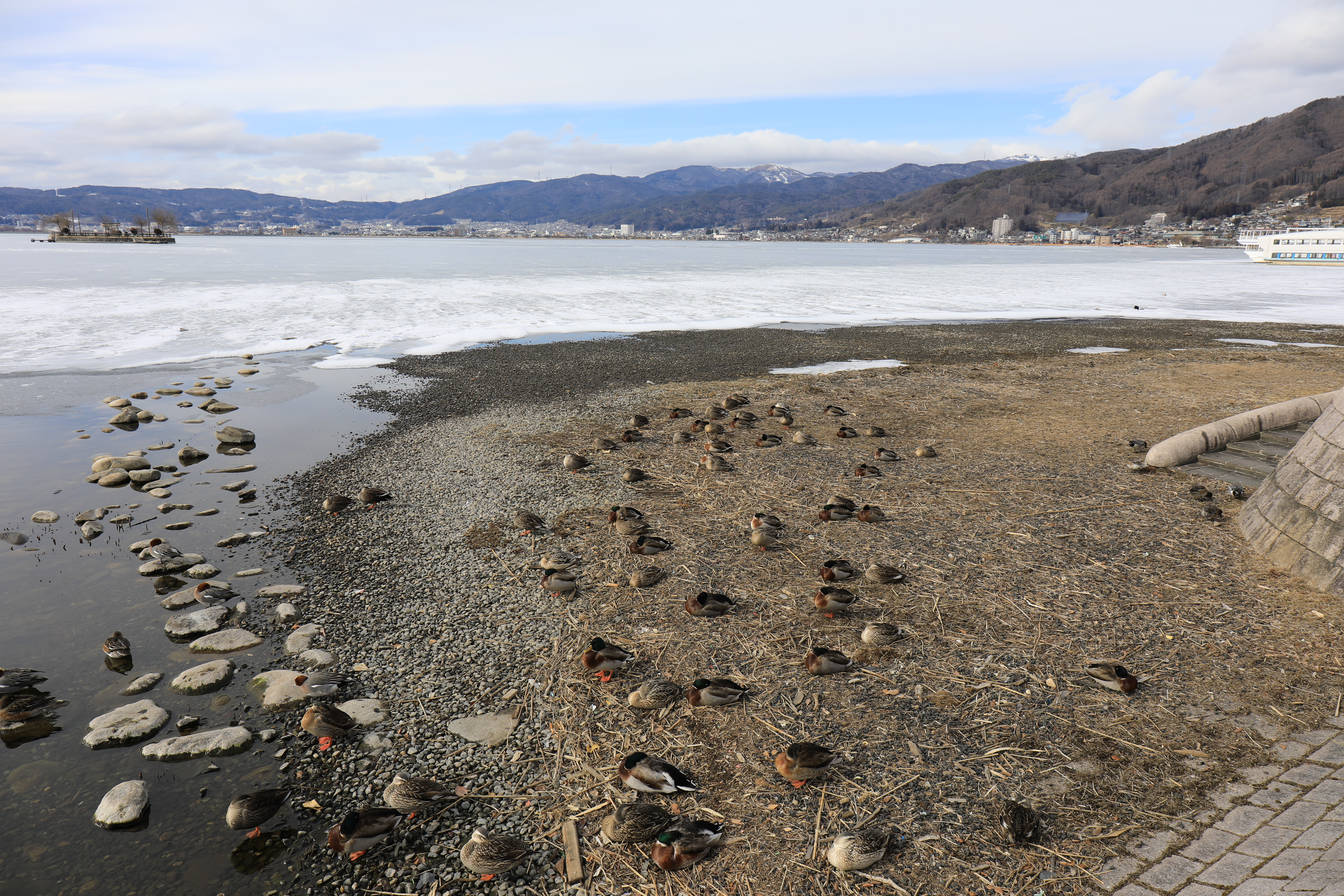 川の流入口には、鳥がたくさんいる
