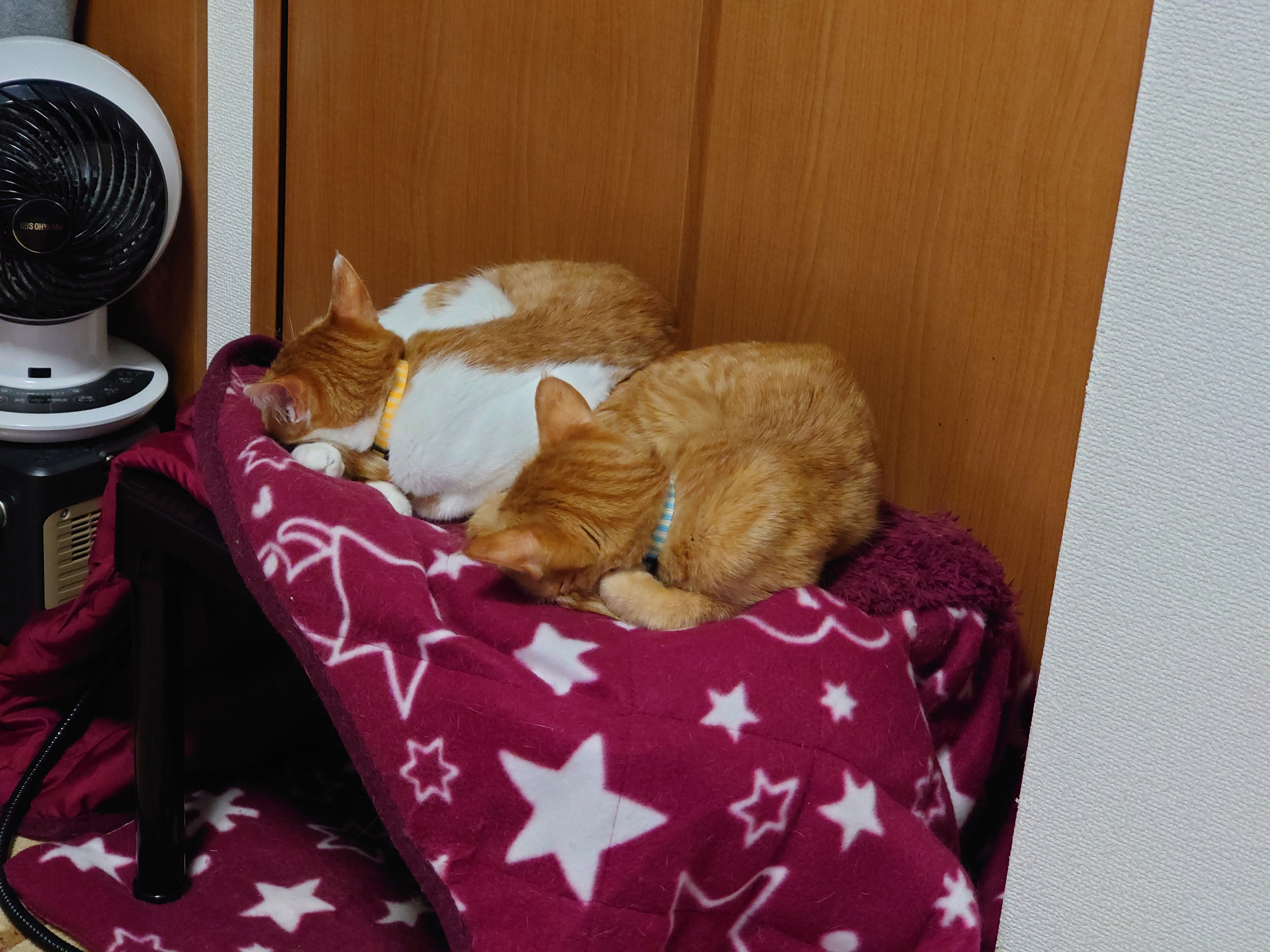 かえでとひのきこたつの上で同じポーズ